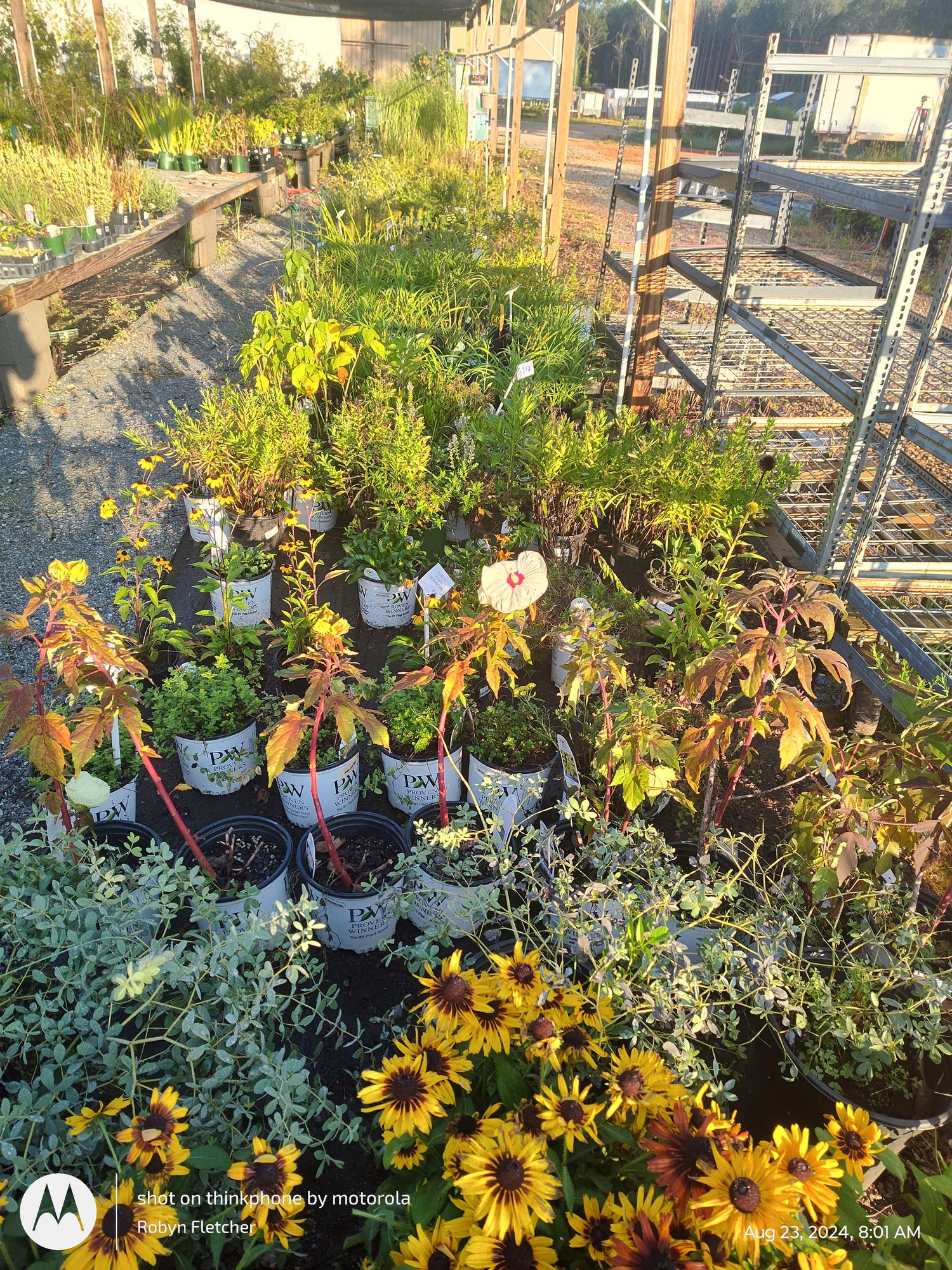 Perennials