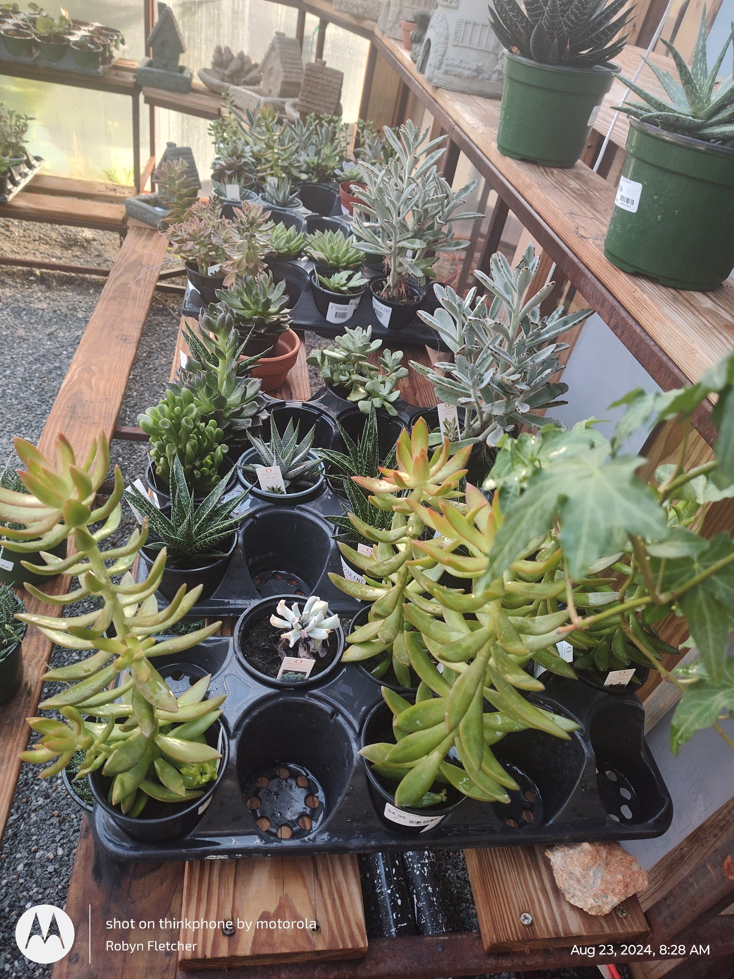 Succulents and Cactus