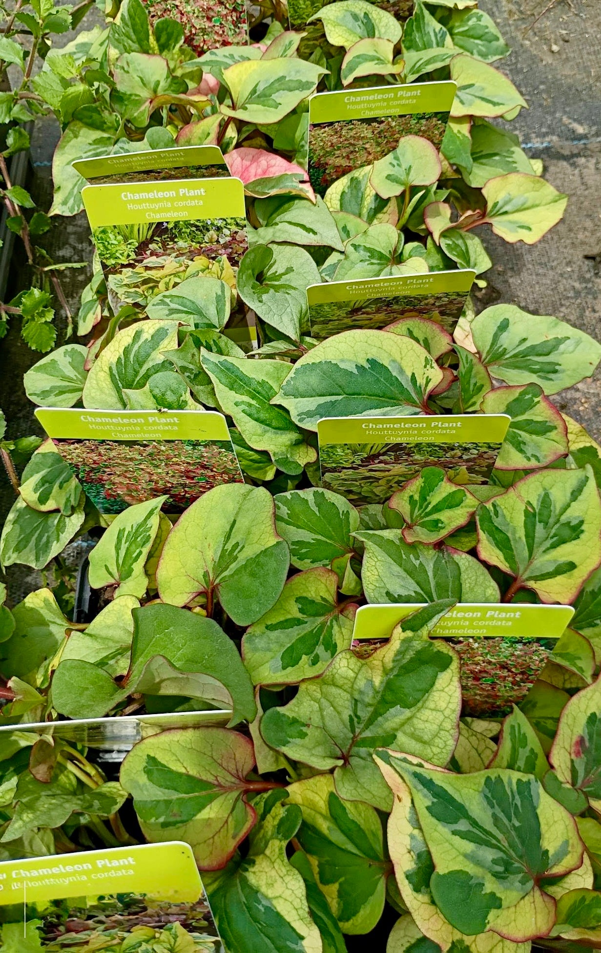 Houttuynia Chamelon