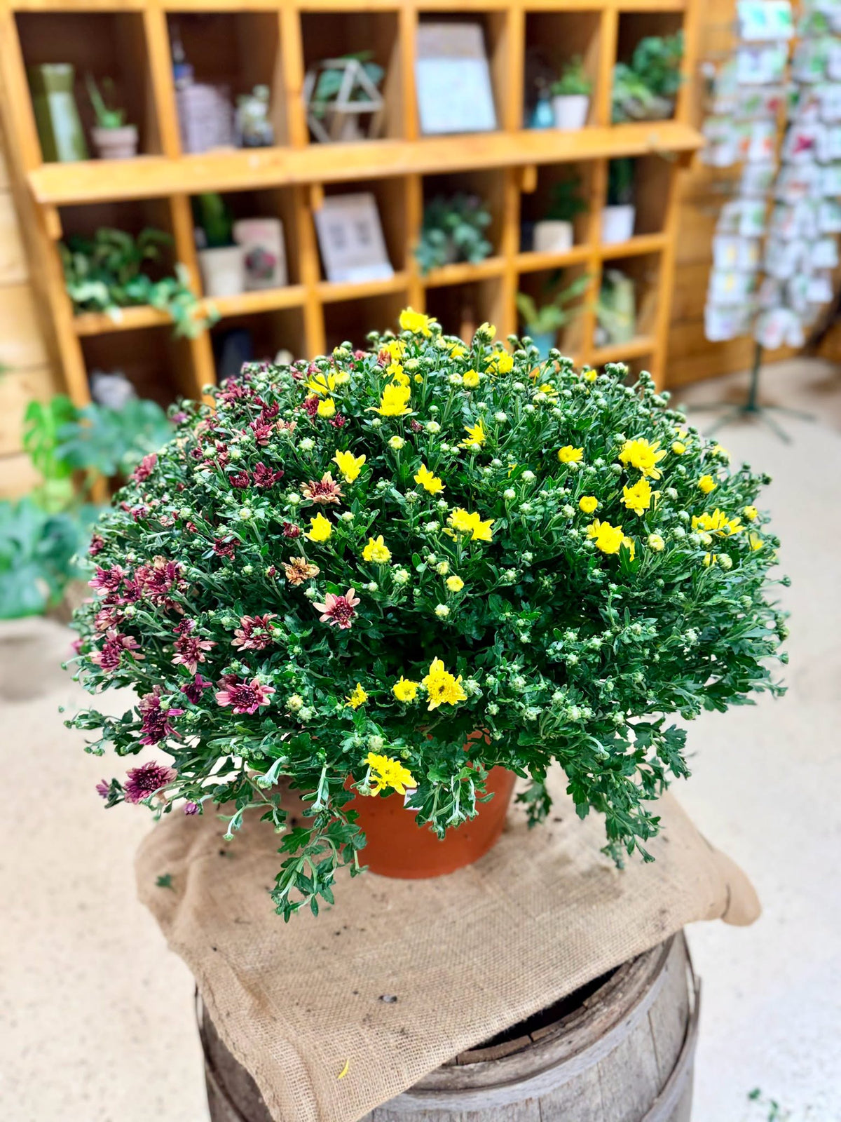 12" Fall Mums