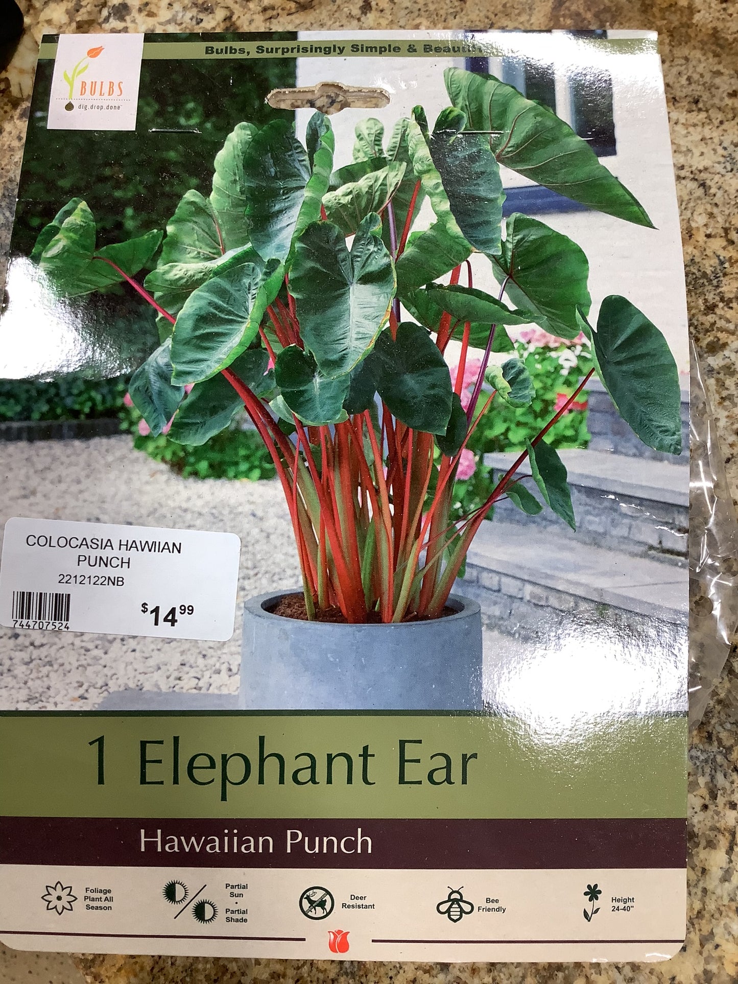 ELEPHANT EAR HAWAIIAN PUNCH