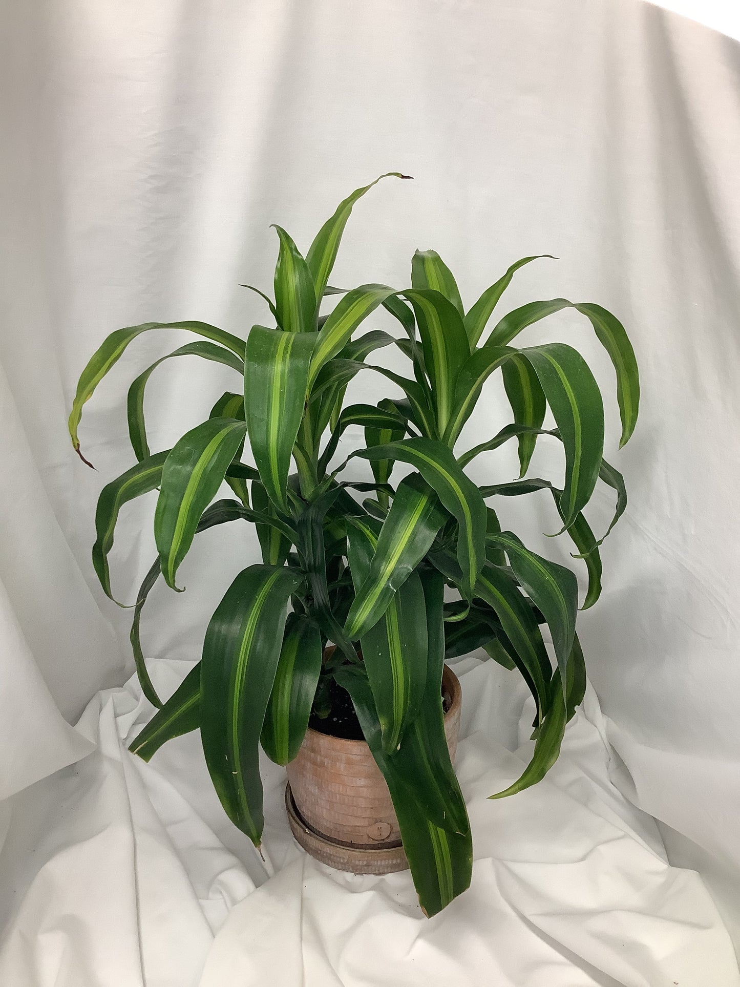Dracaena fragrans 6"