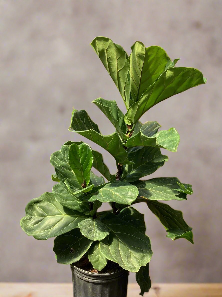 Fiddle Leaf Fig Tree 8"