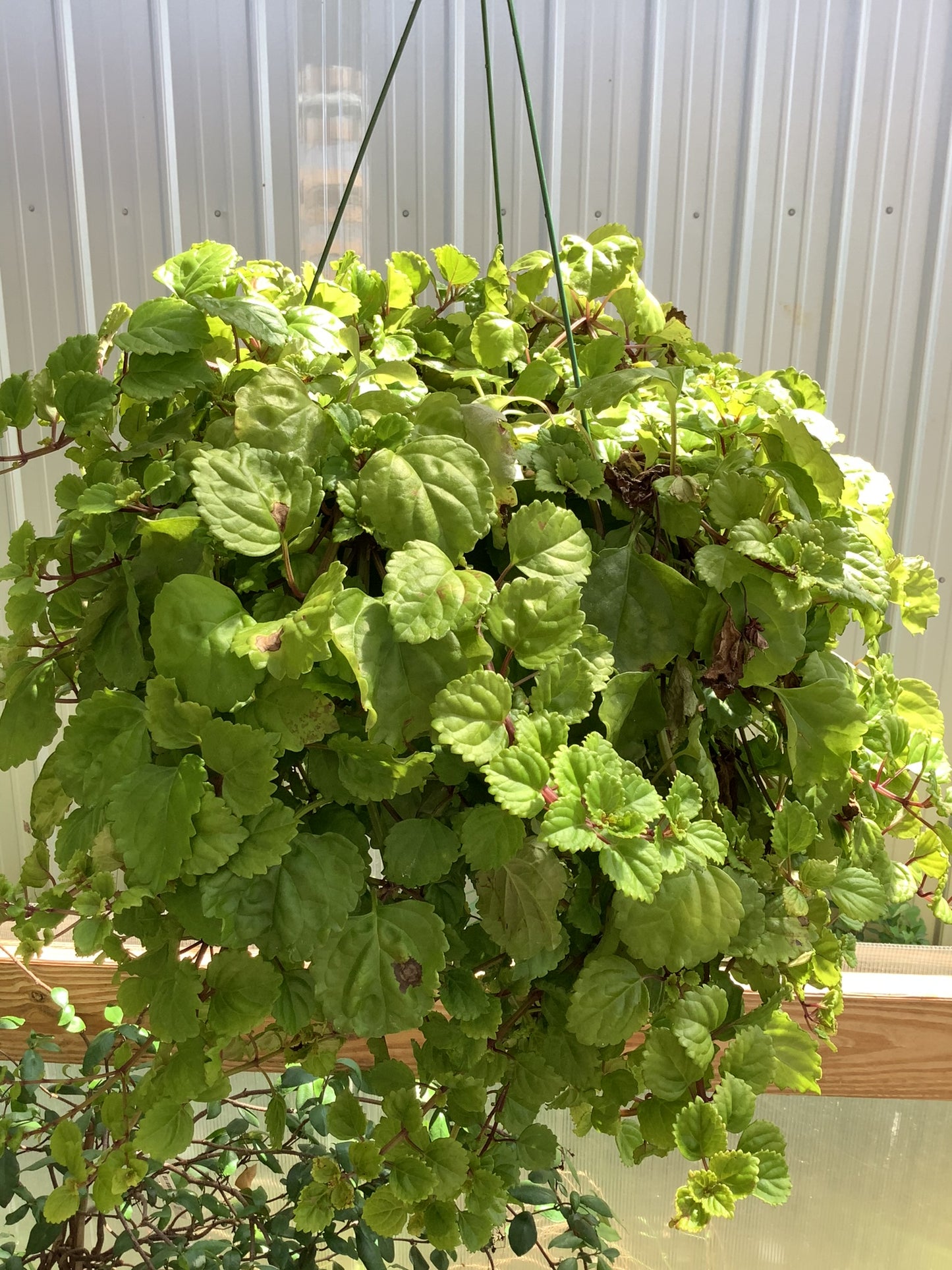 Green Swedish Ivy Hanging Basket