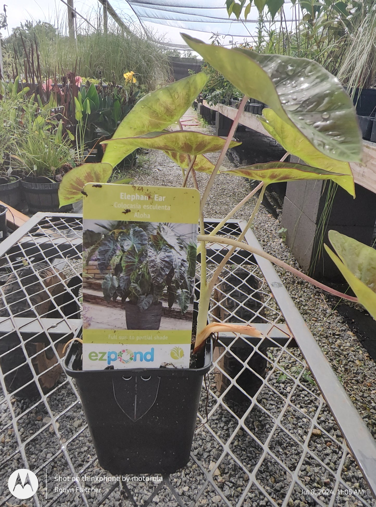 Colocasia esculenta Aloha Elephant Ear - Quart