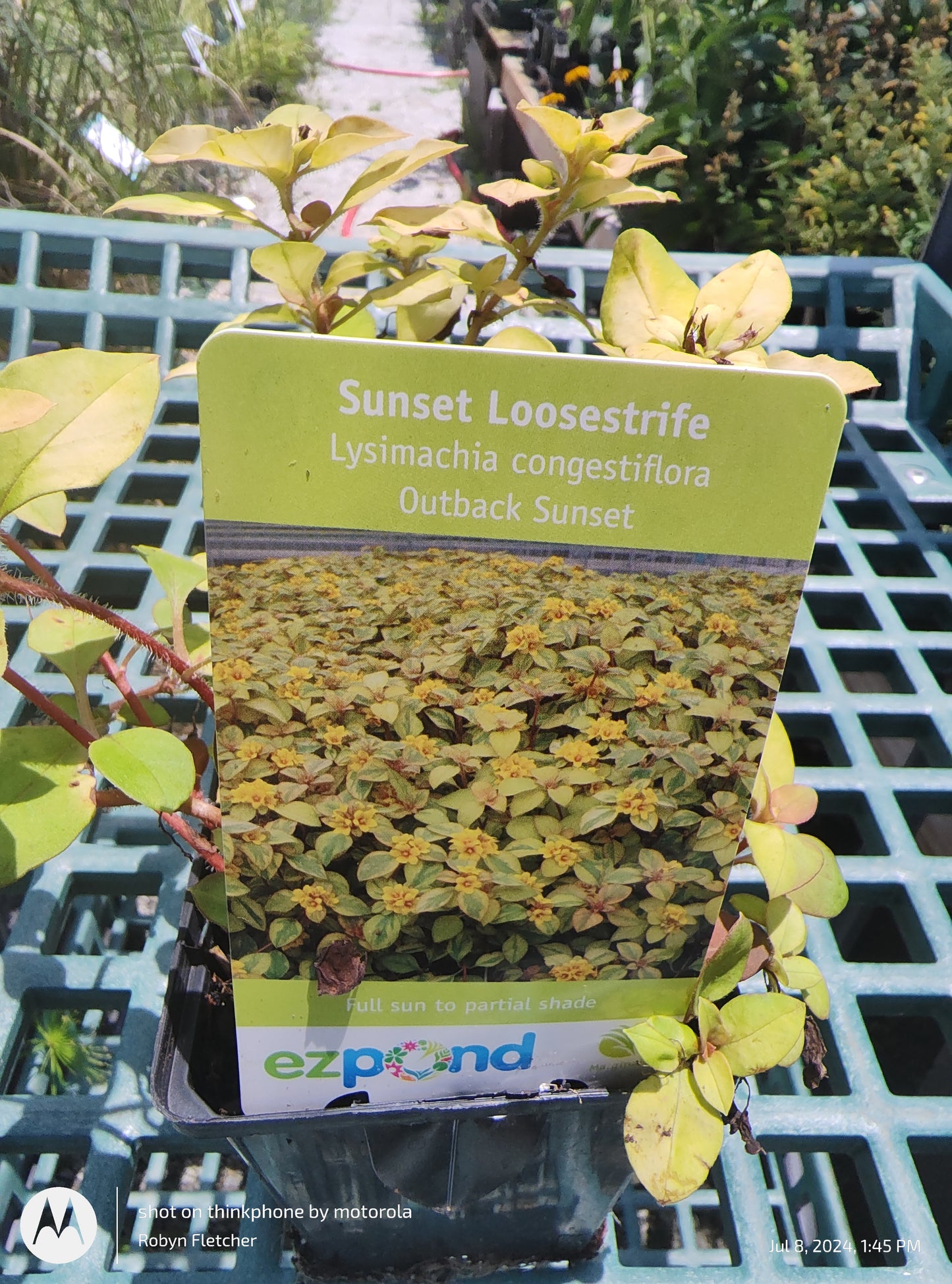 Lysimachia congestiflora Outback Sunset - Sunset Loosestrife - Quart