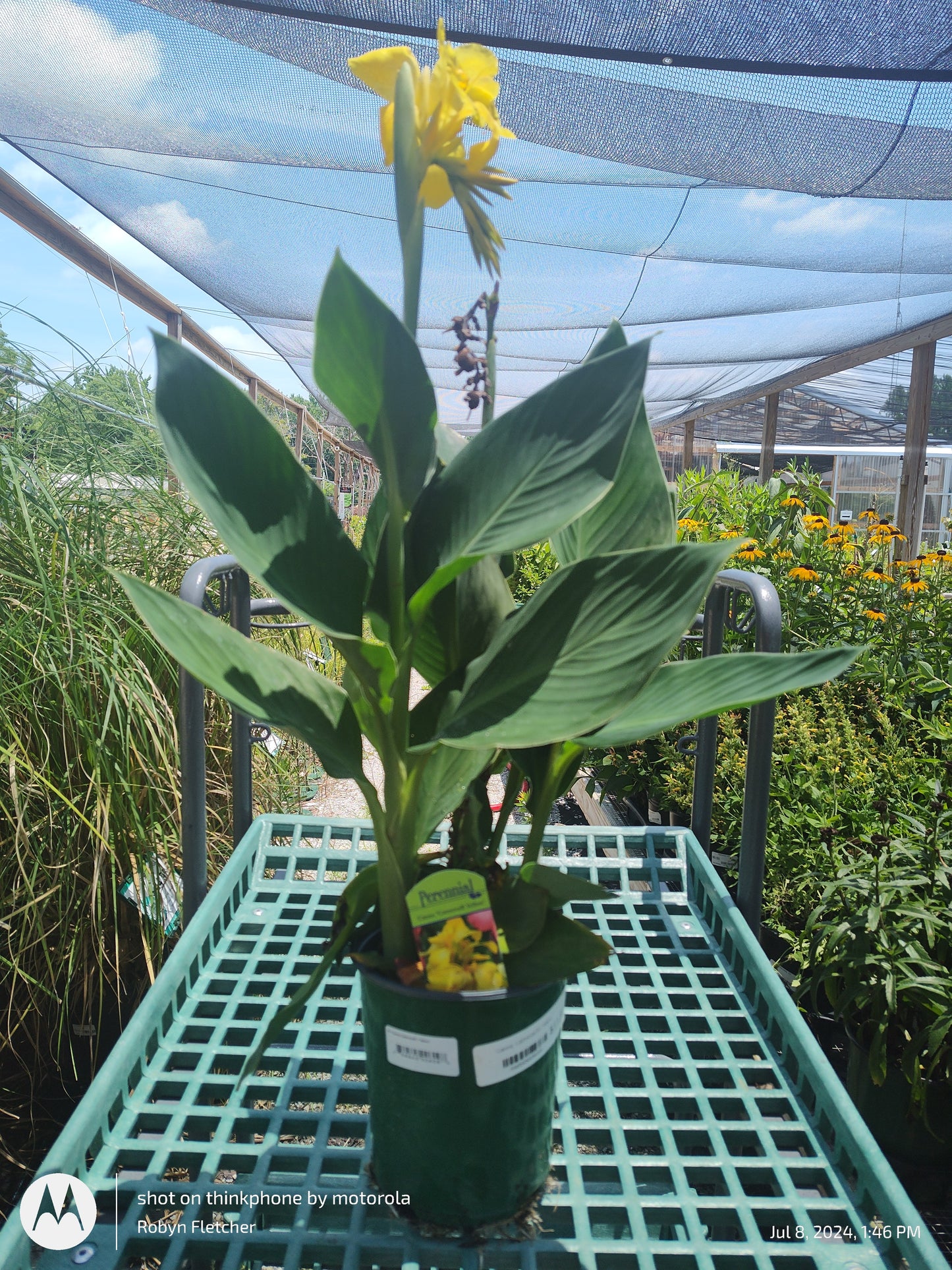 Canna Cannova Yellow