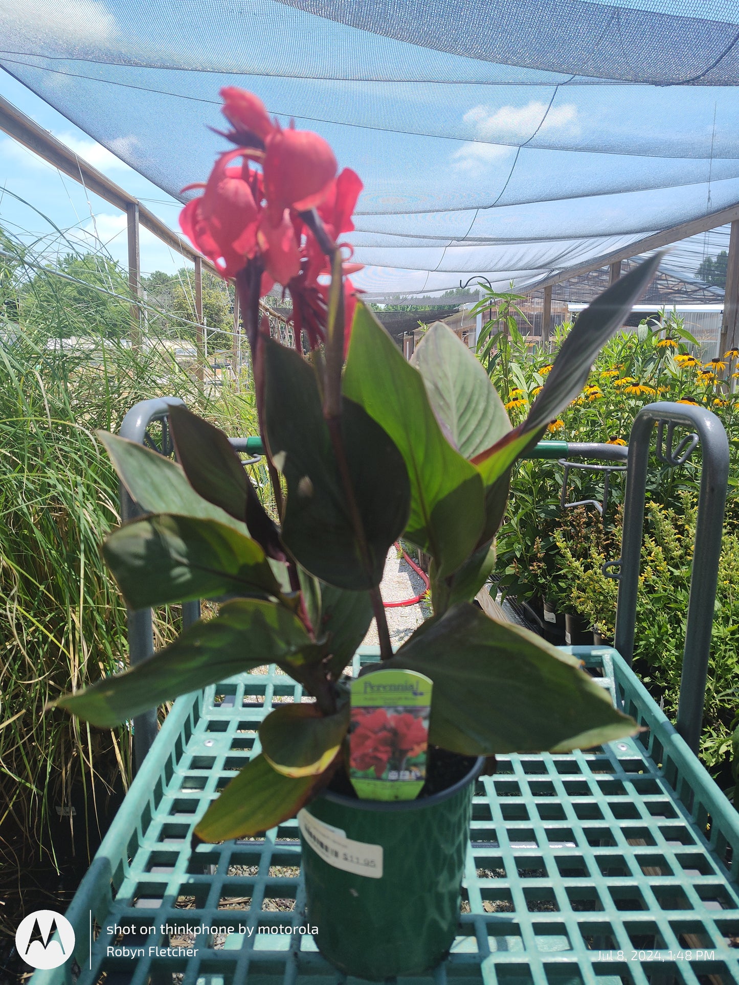 Canna Cannova Bronze Scarlet - Gallon
