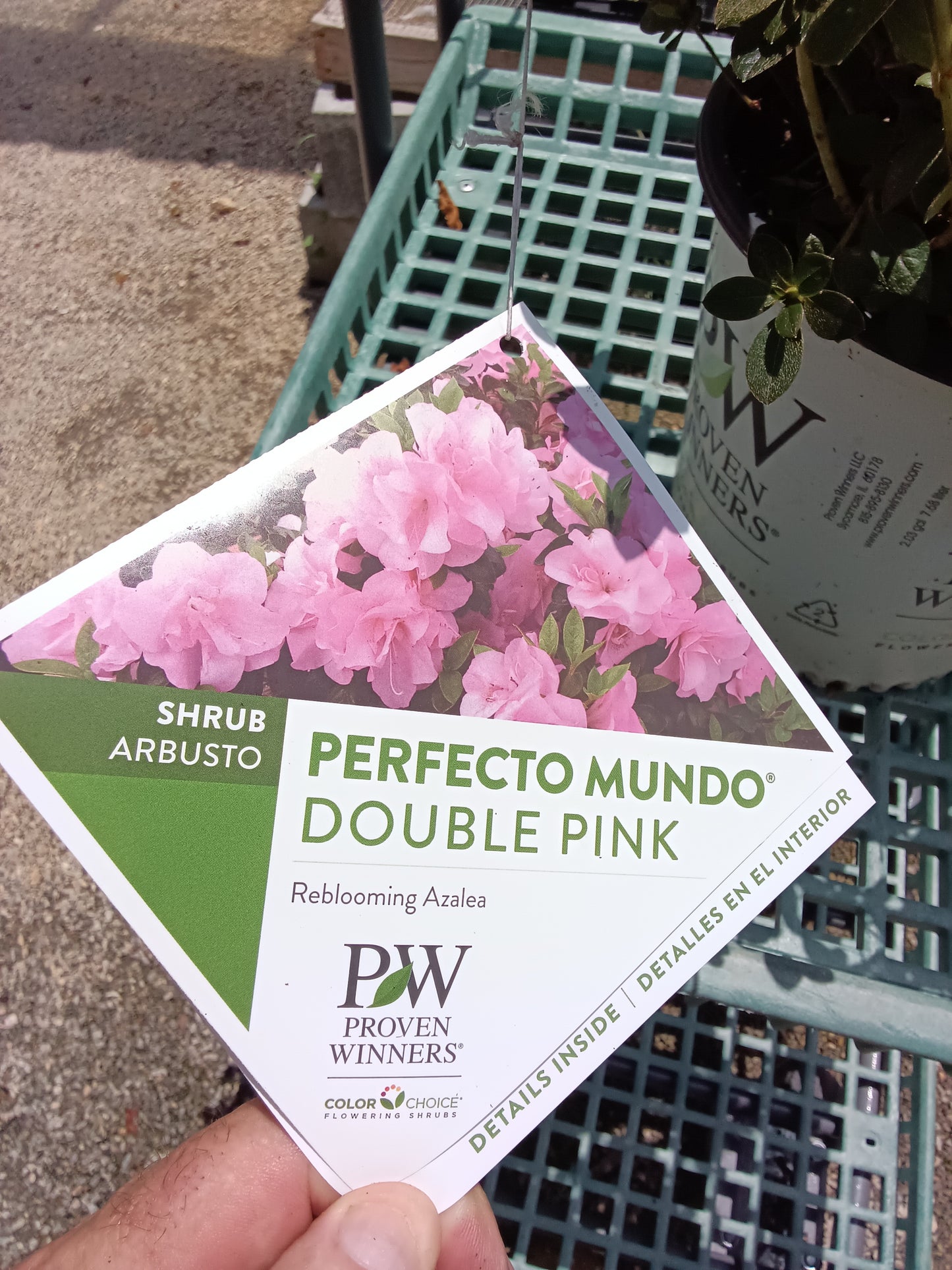 Azalea Perfect Mundo Double Pink Proven Winner - 2 Gallon