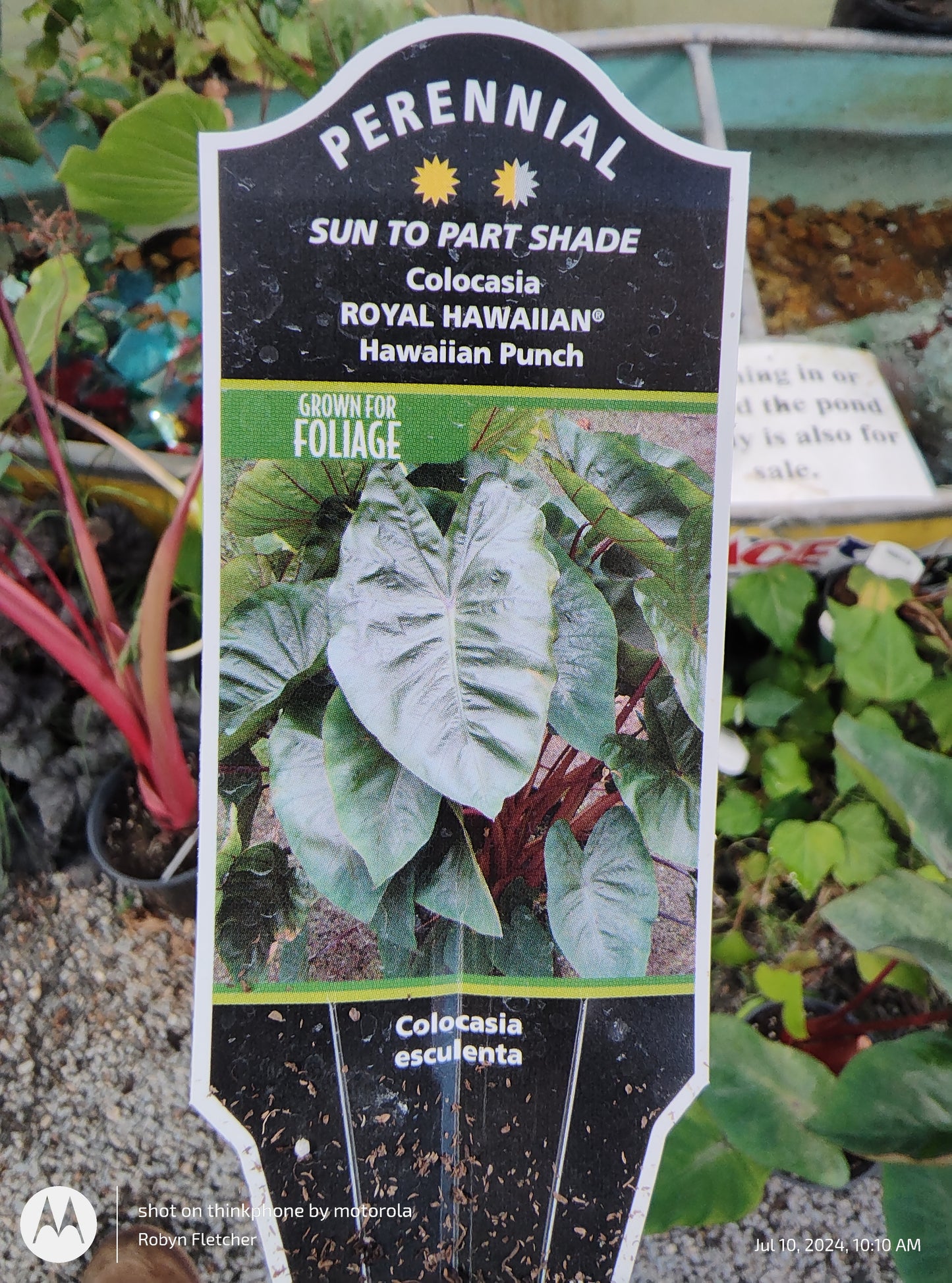 Colocasia Royal Hawaiian Punch - Gallon