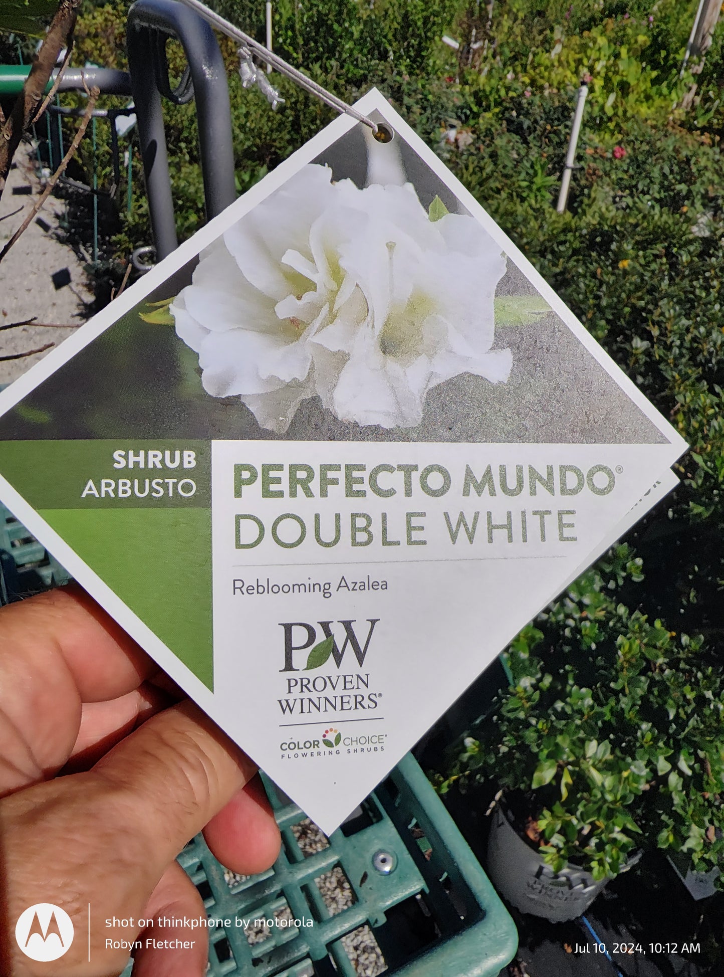 Azalea Perfect Mundo Double White Proven Winner - 3 Gallon