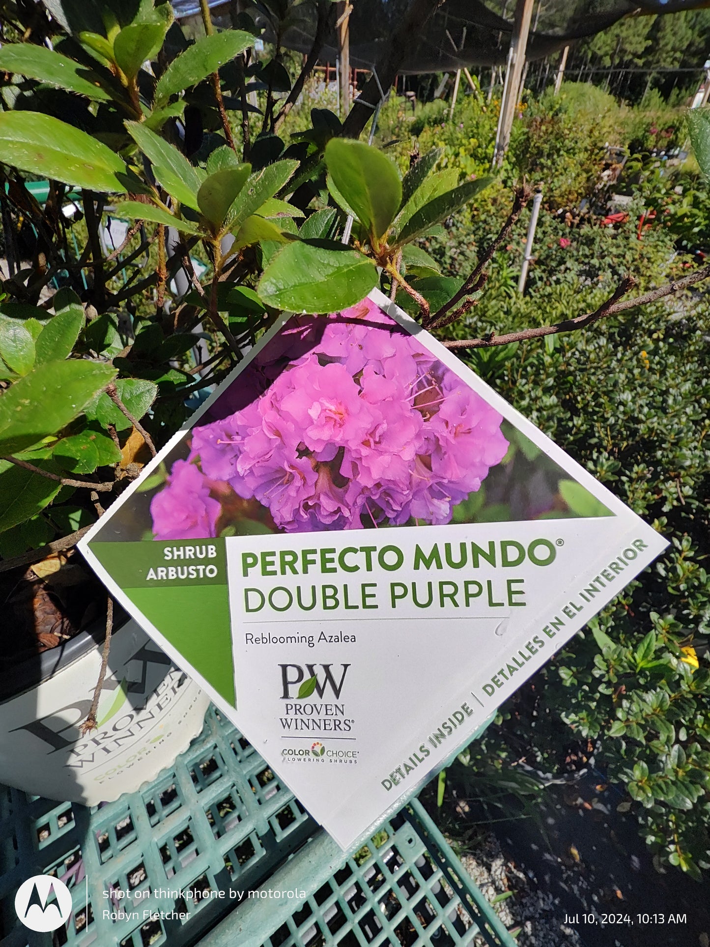 Azalea Perfecto Mundo Double Purple Proven Winner - 3 Gallon
