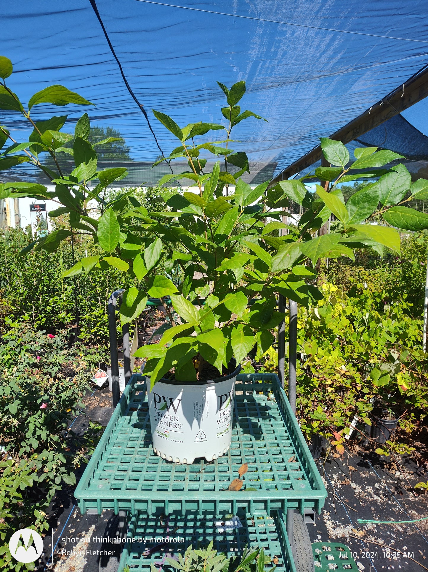 Calycanthus 'Aphrodite' Proven Winner - Sweet Shrub - 3 Gallon