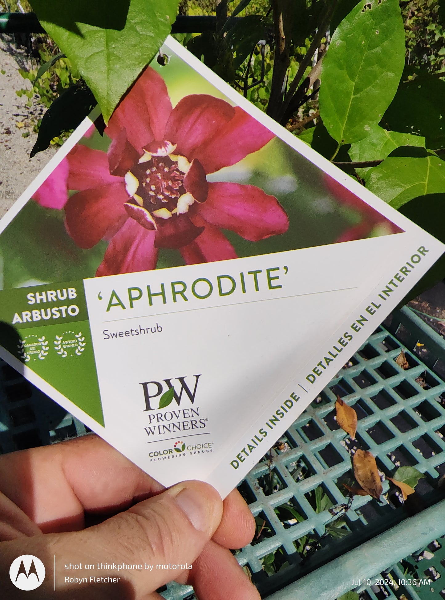 Calycanthus 'Aphrodite' Proven Winner - Sweet Shrub - 3 Gallon