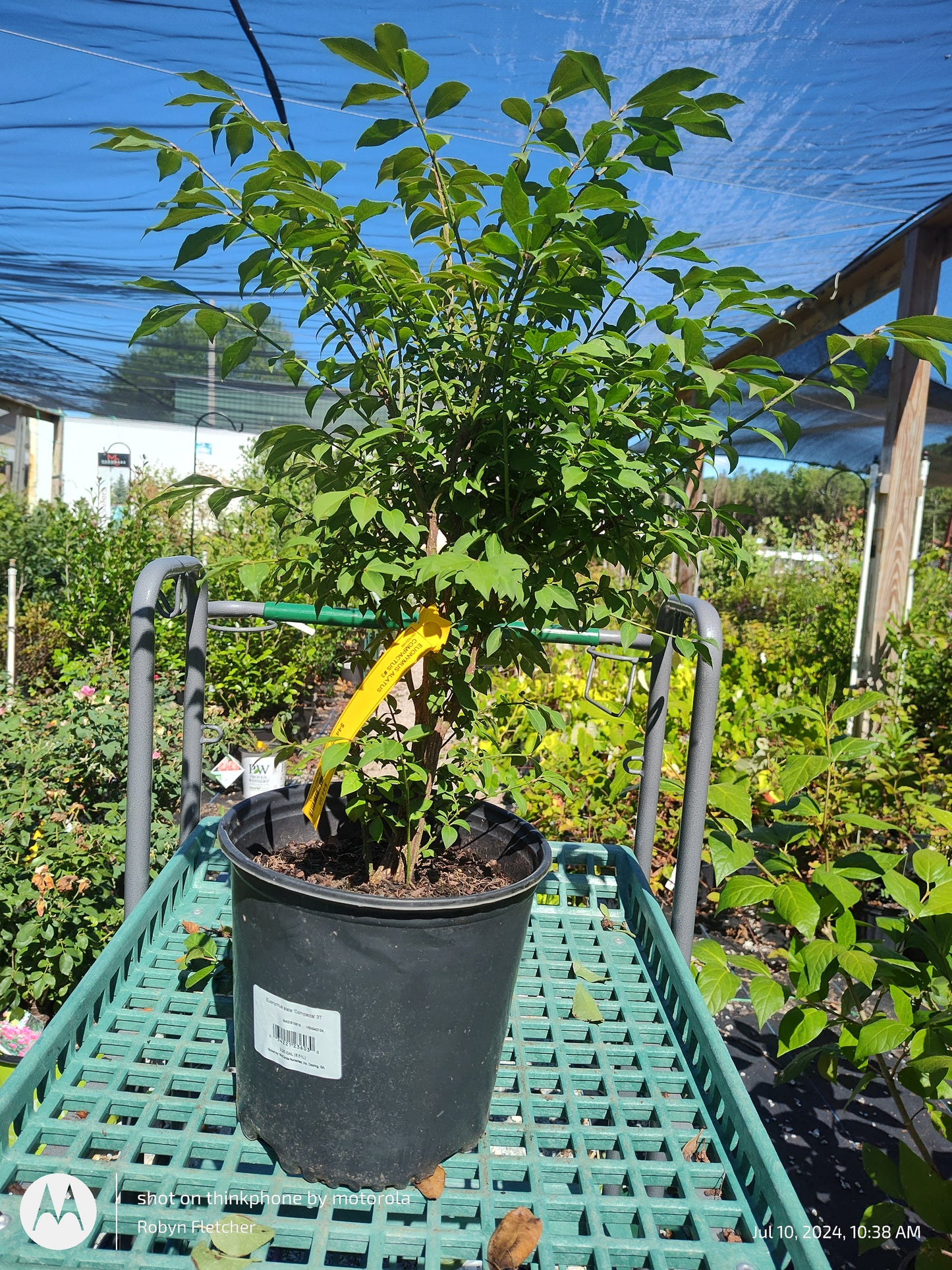 Euonymus alata 'Compacta - Dwarf Burning Bush - 3 Gallon