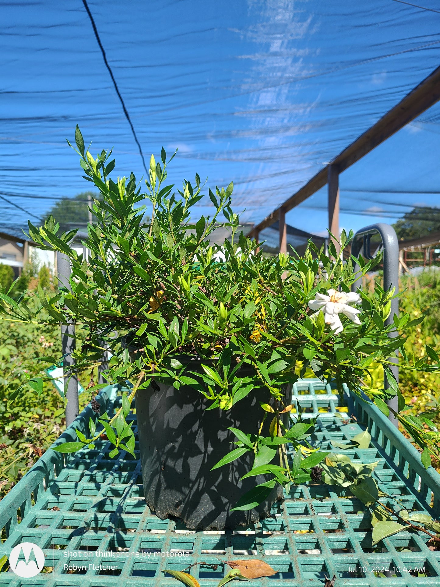 Gardenia Augusta Radicans - 3 Gallon