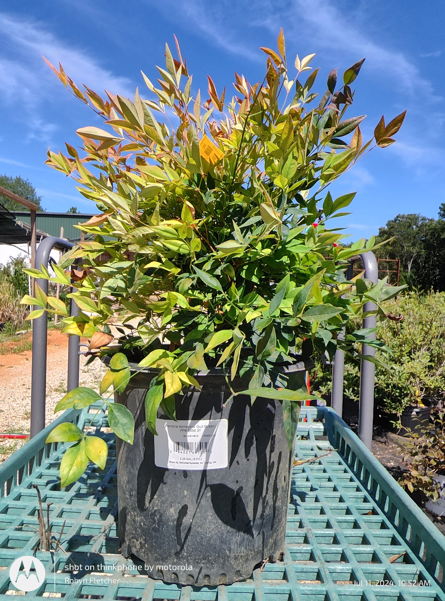 Nandina 'Gulf Stream' pp#5656 - 3 Gallon