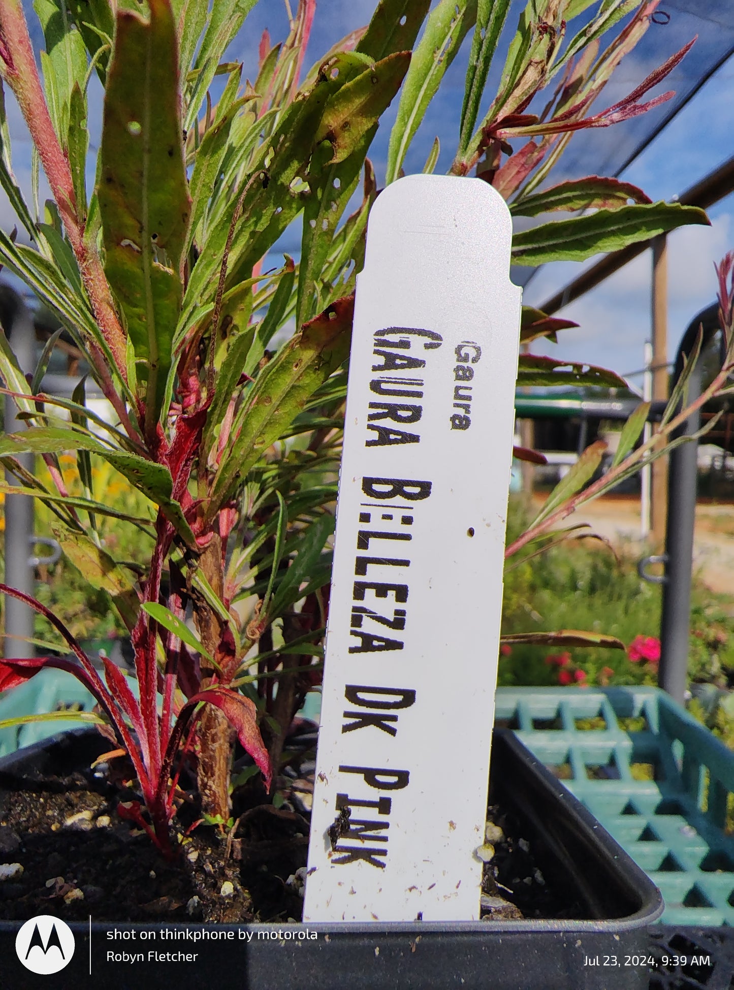 Gaura Belleza 'Dark Pink' Butterfly Gaura
