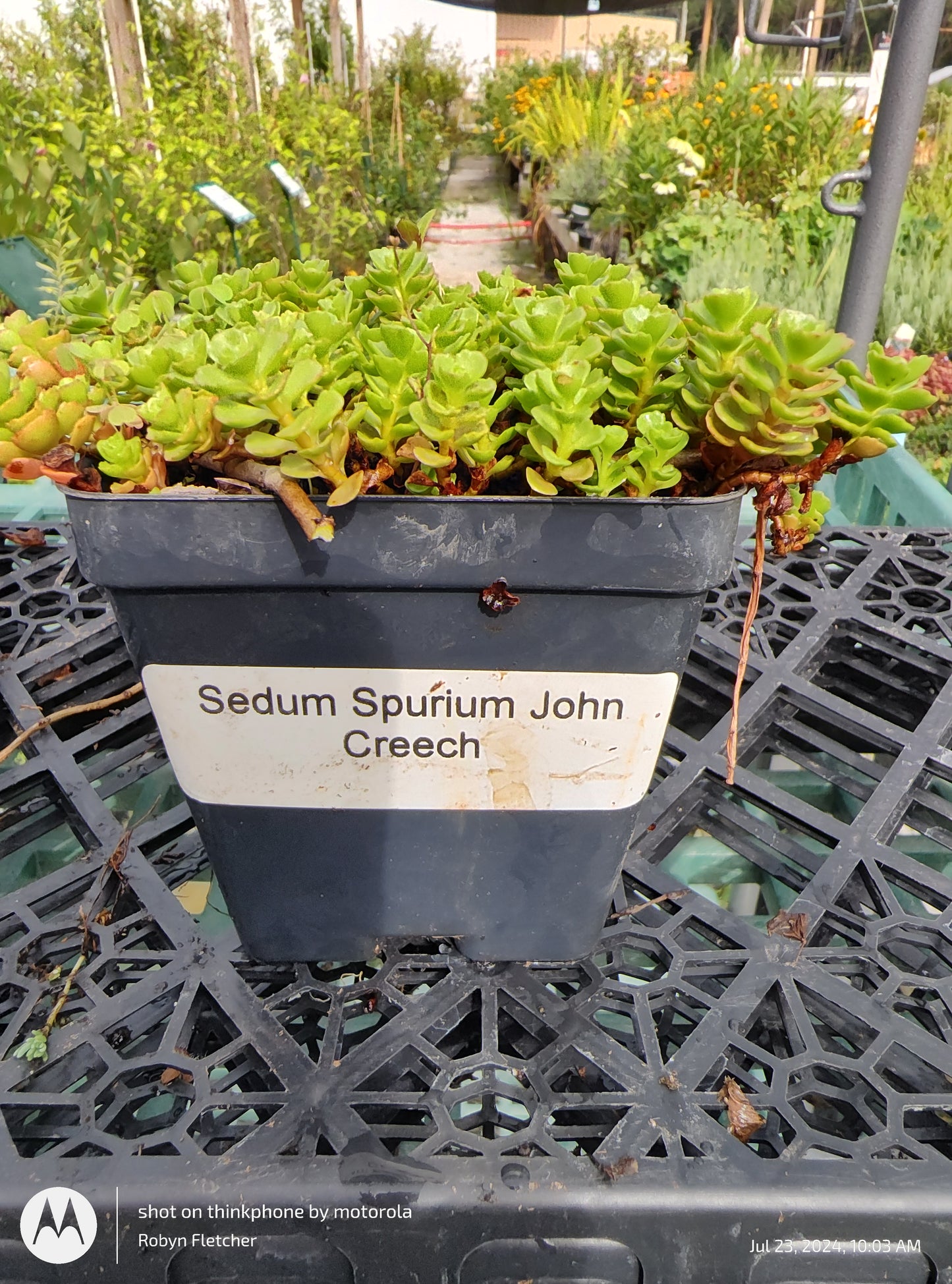 Sedum Spurium John Creech
