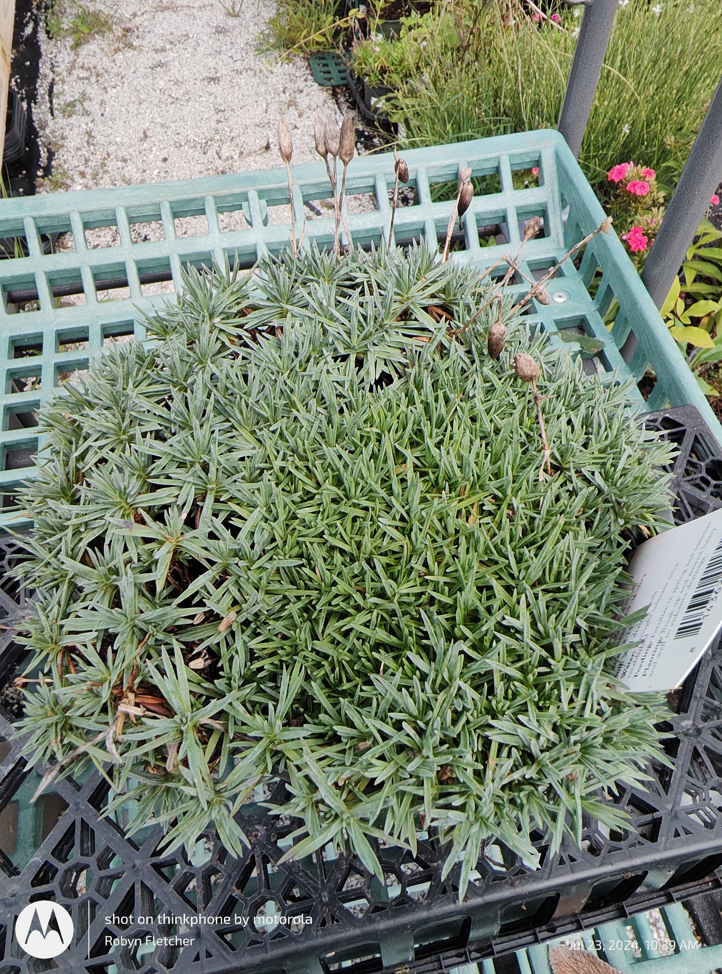 Dianthus Neon Star PP14549 - Gallon
