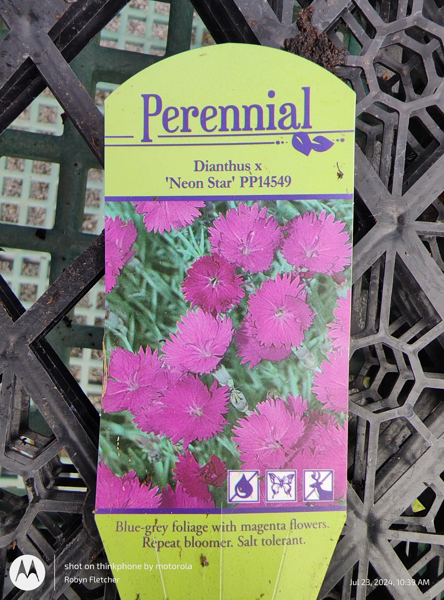 Dianthus Neon Star PP14549 - Gallon