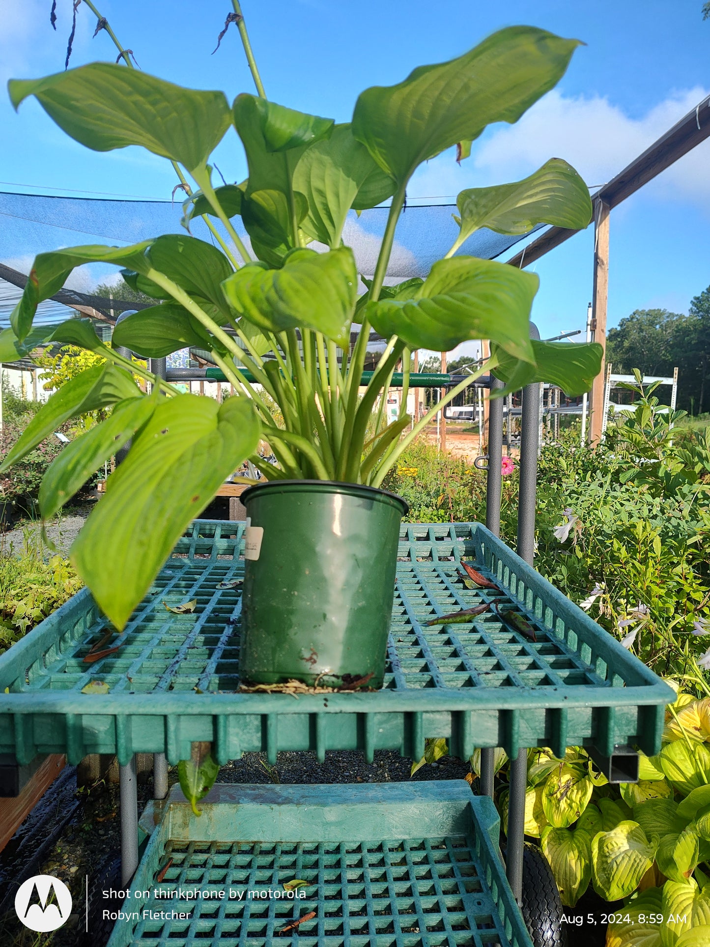 Hosta Guacamole - Gallon