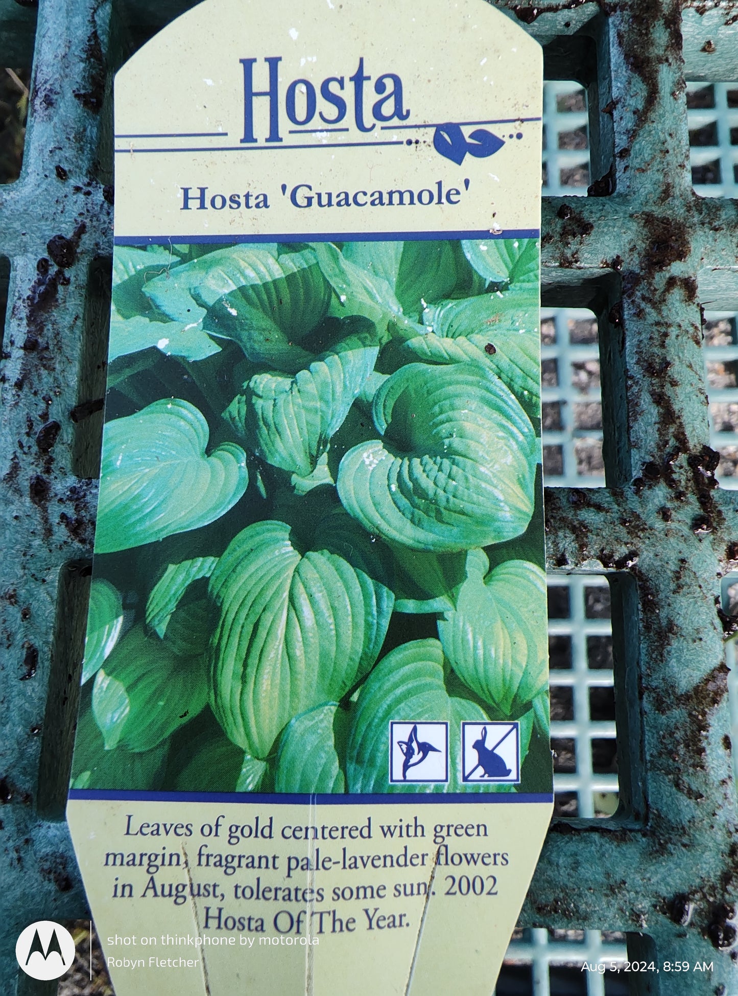 Hosta Guacamole - Gallon