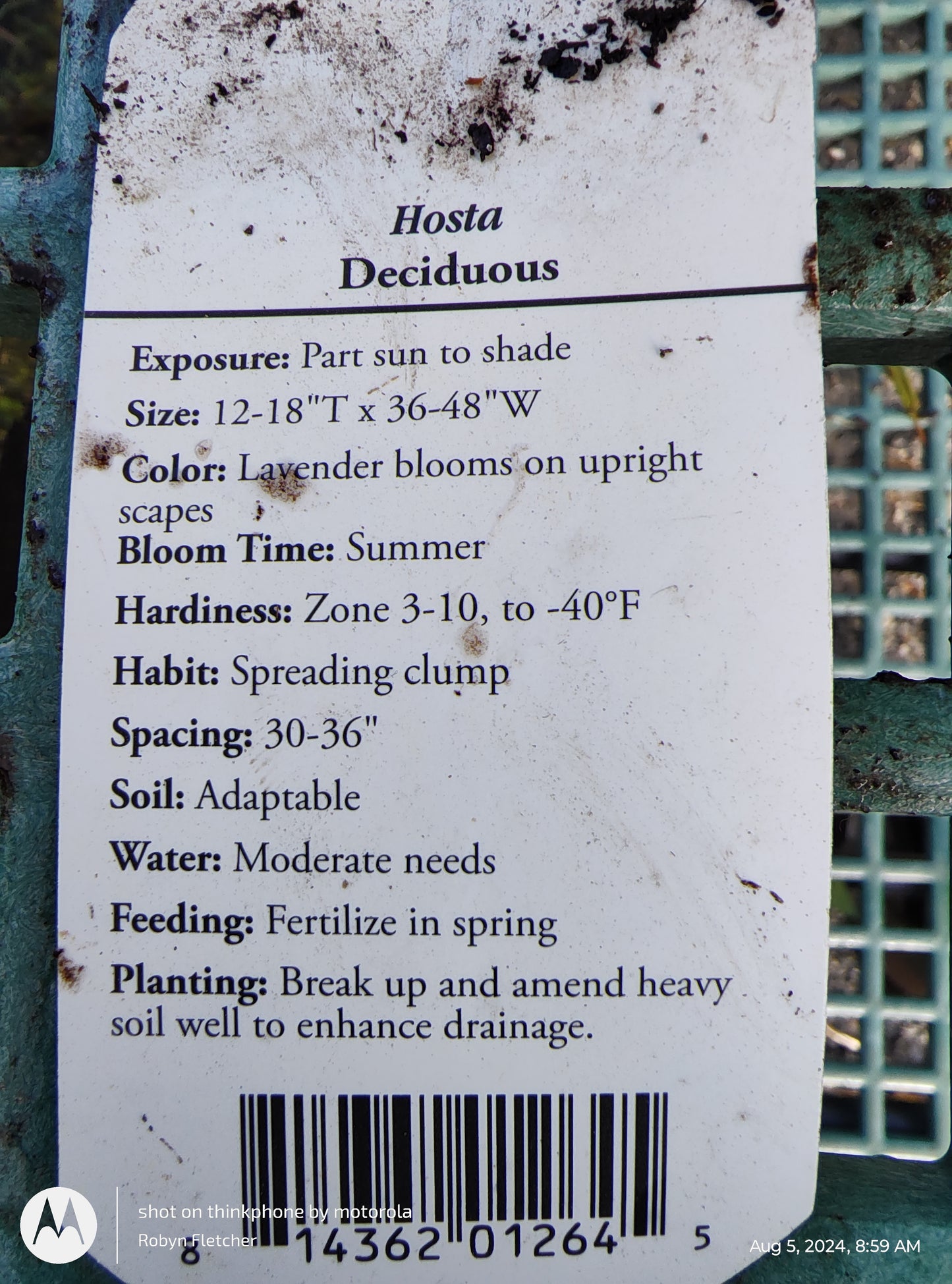 Hosta Guacamole - Gallon