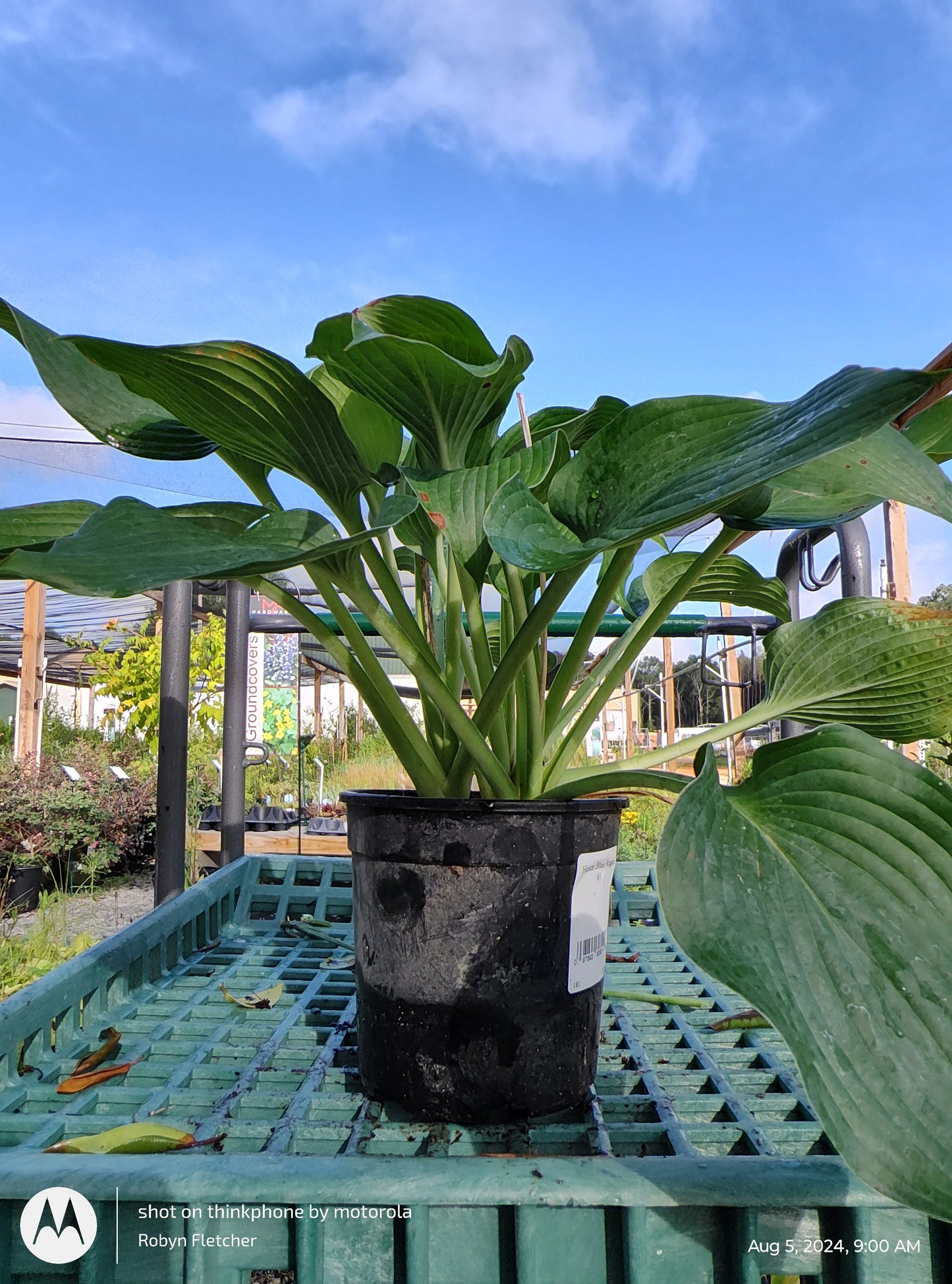 Hosta Blue Angel - Gallon