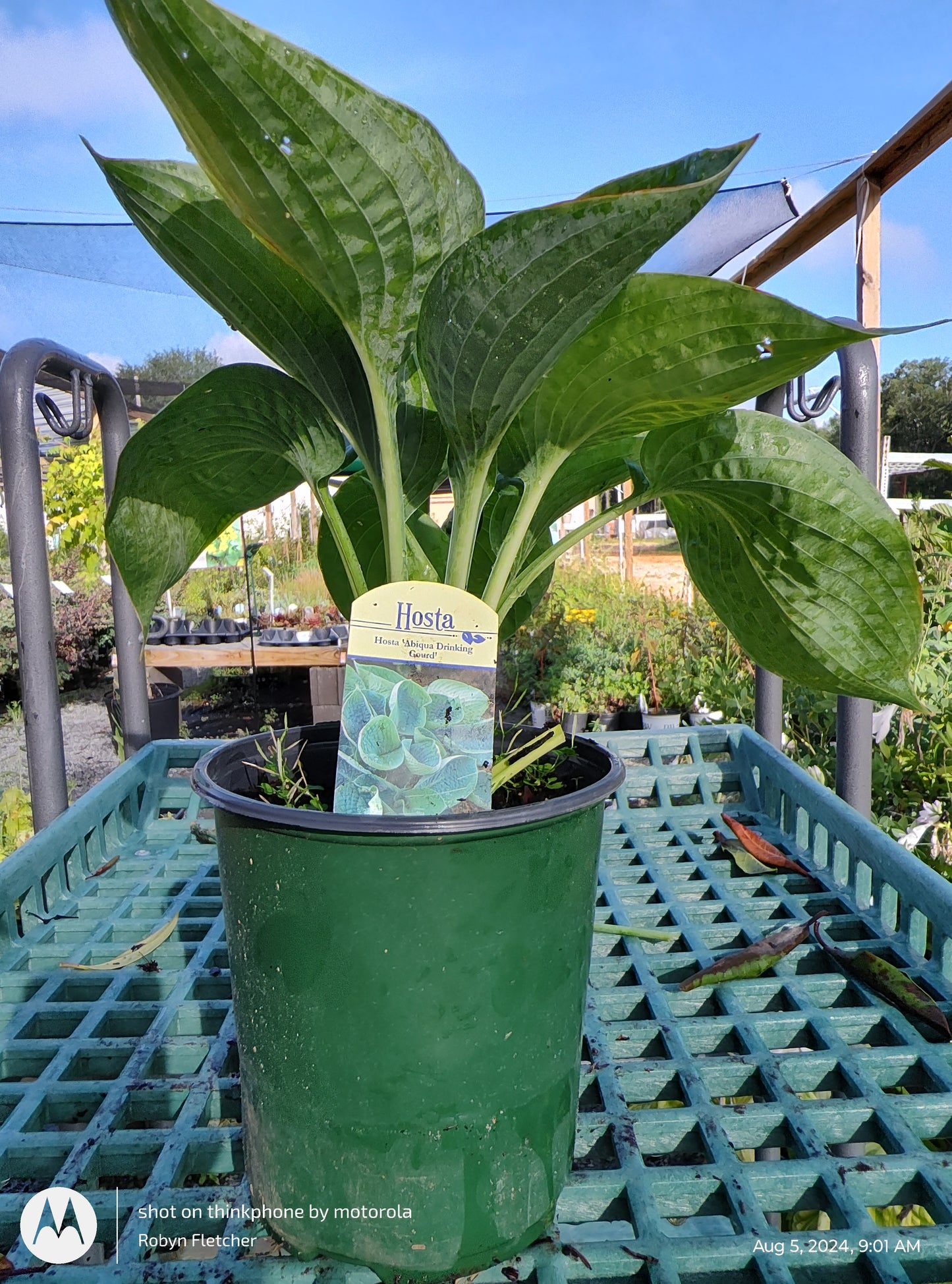 Hosta 'Abiqua Drinking Gourd'
