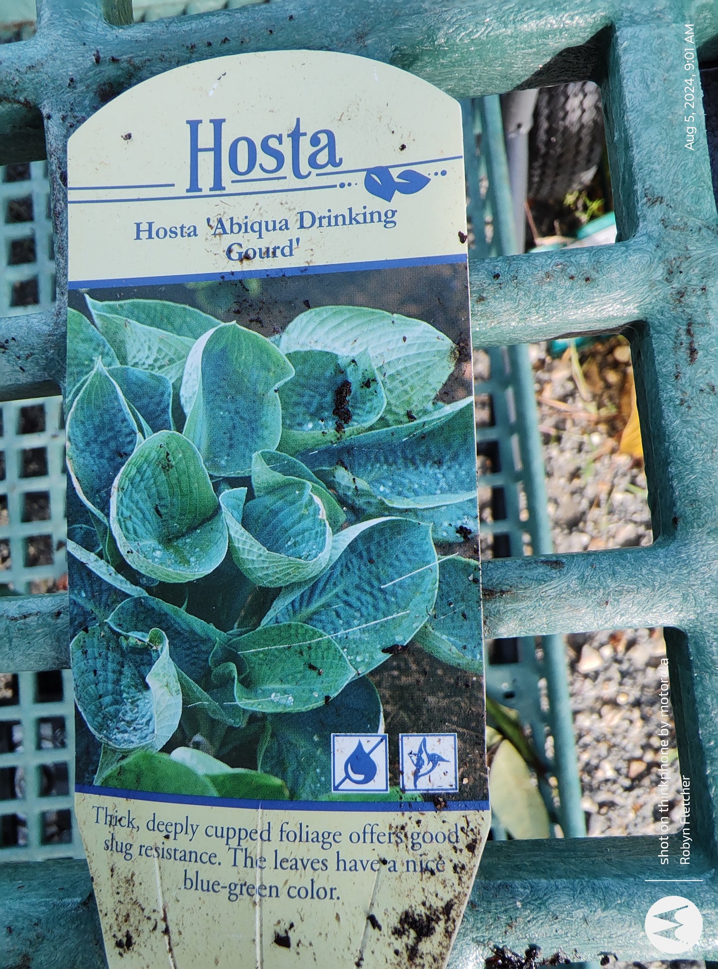 Hosta 'Abiqua Drinking Gourd'