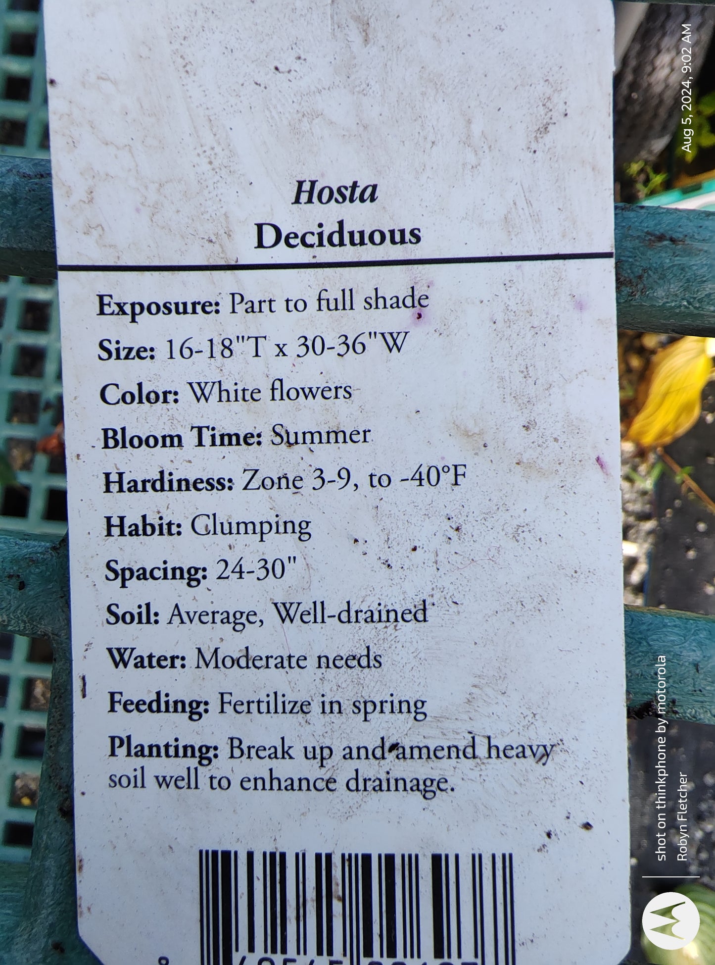 Hosta 'Abiqua Drinking Gourd'