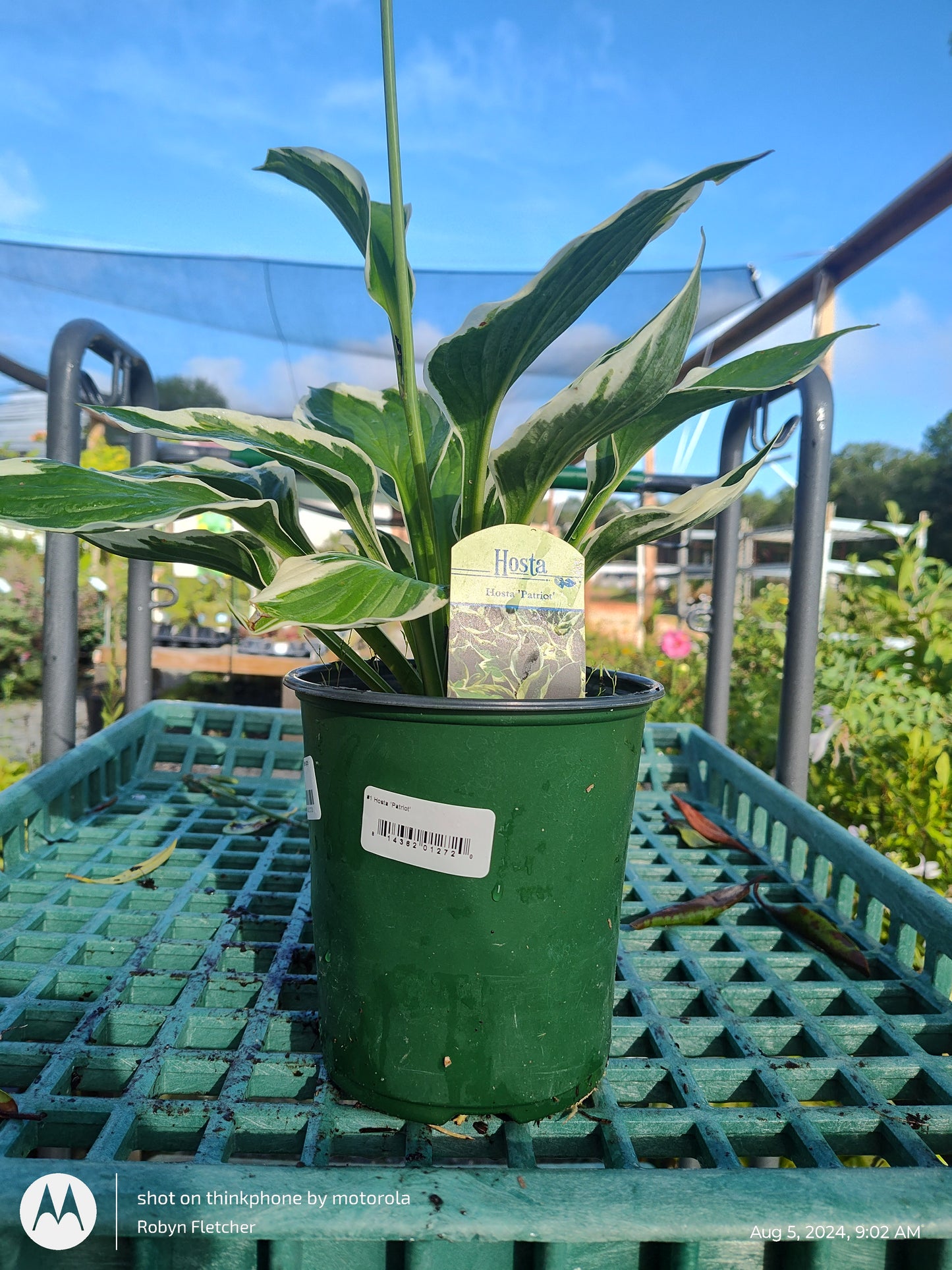 Hosta Patriot