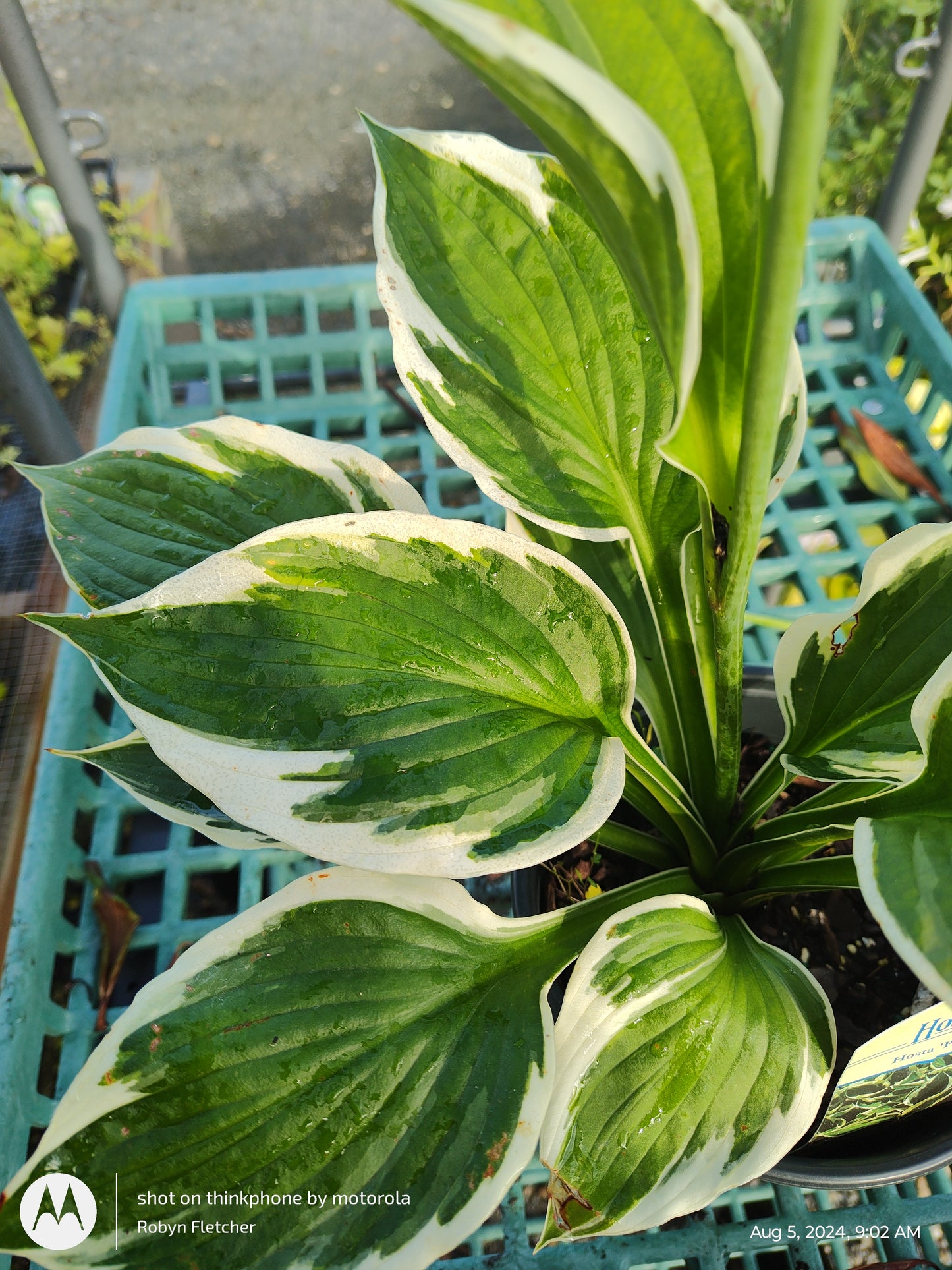 Hosta Patriot