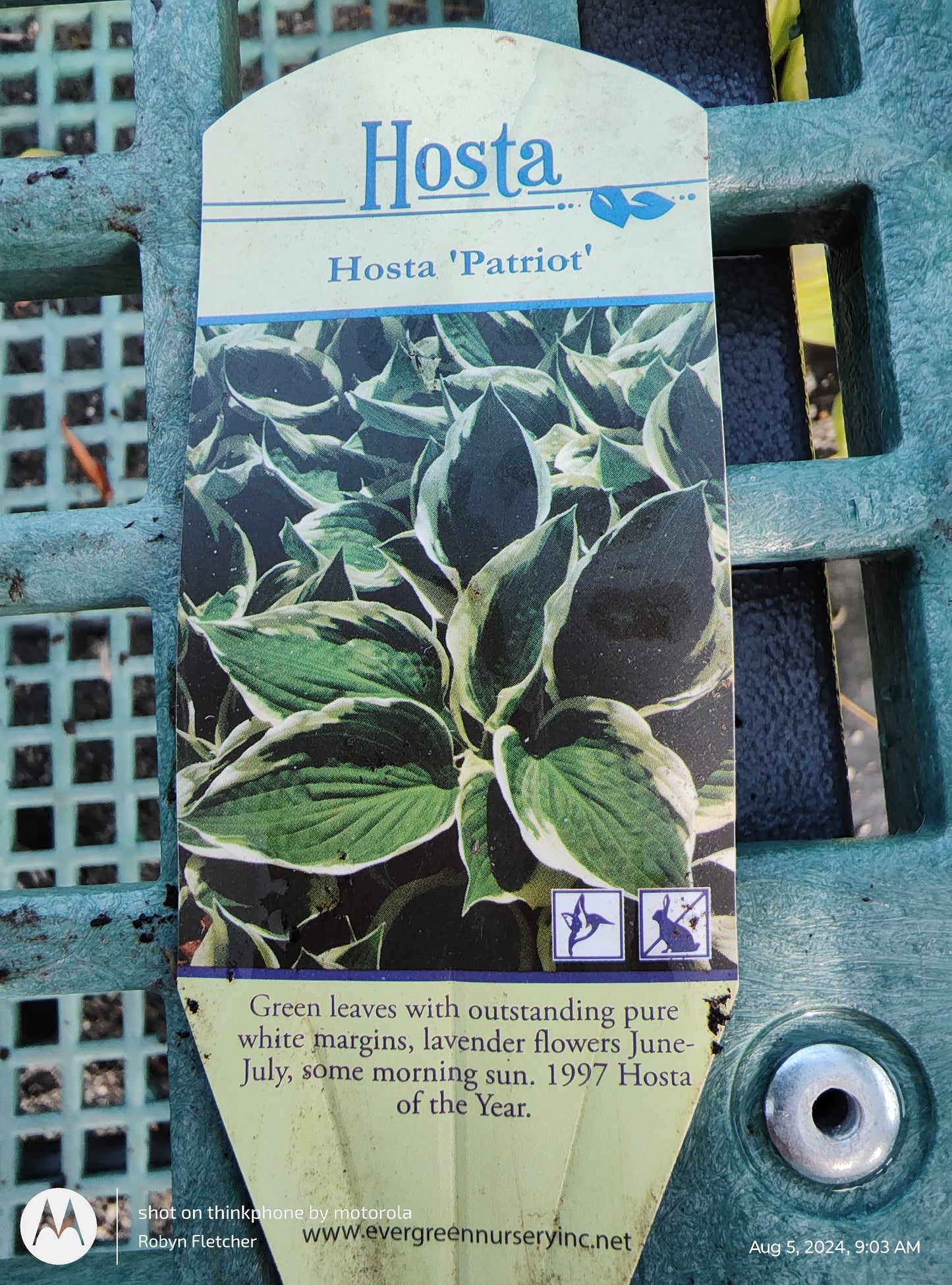 Hosta Patriot