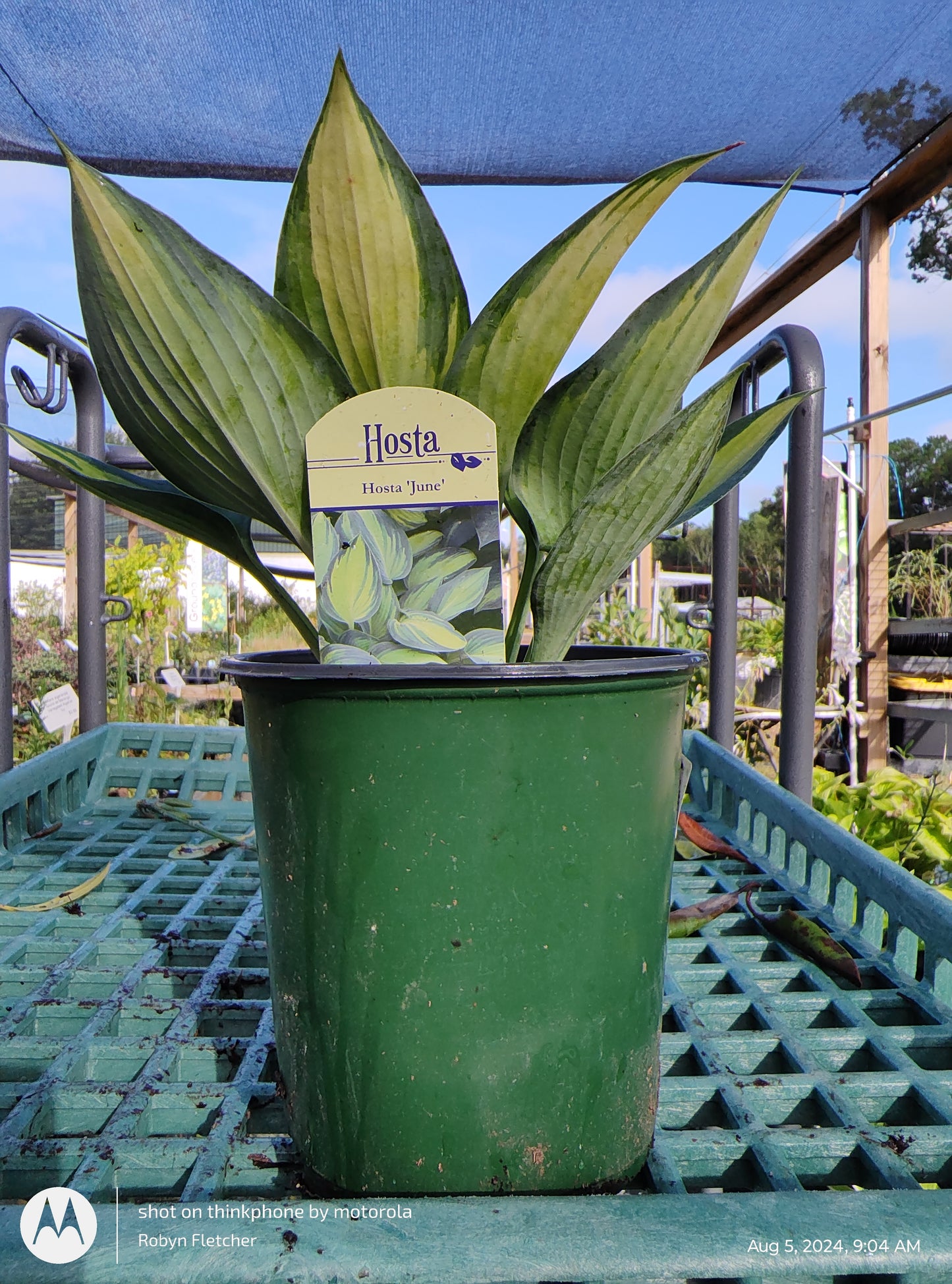 Hosta June 1 Gallon