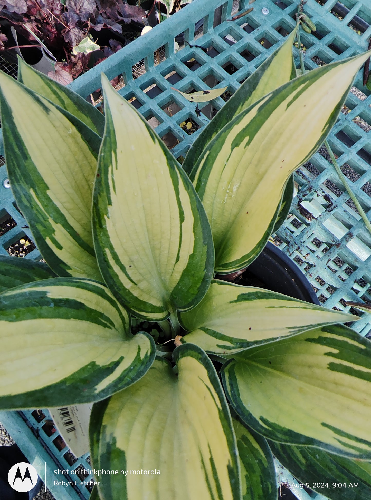 Hosta June 1 Gallon