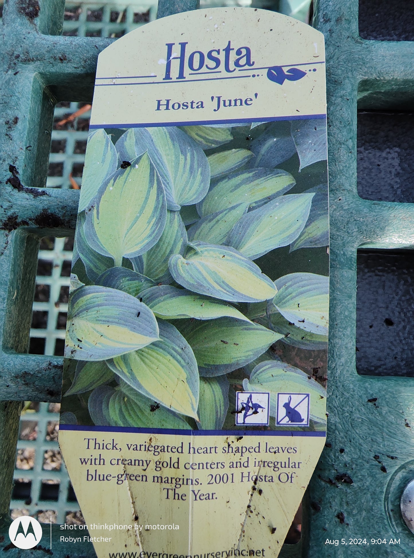Hosta June 1 Gallon