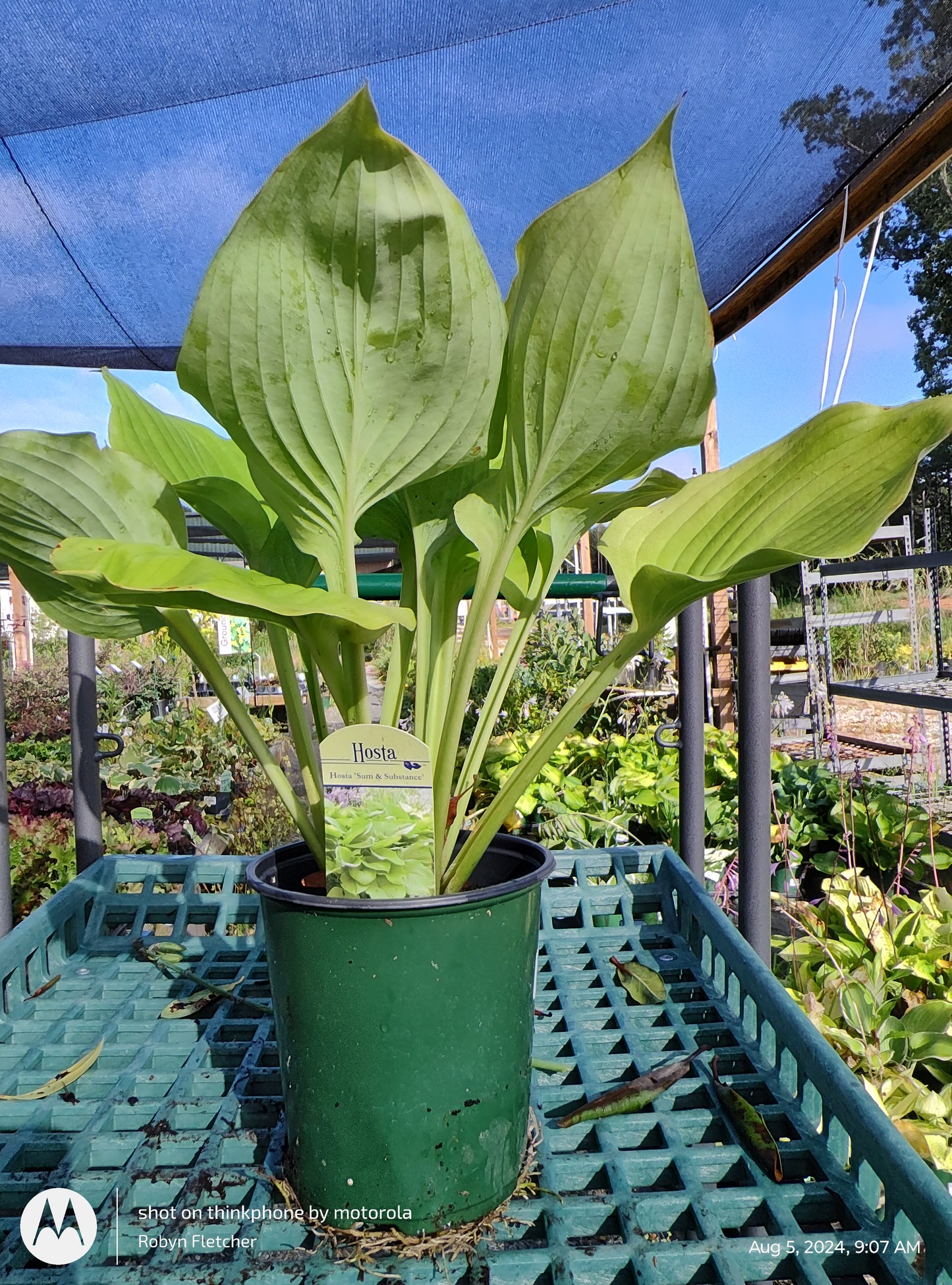 Hosta Sum & Substance