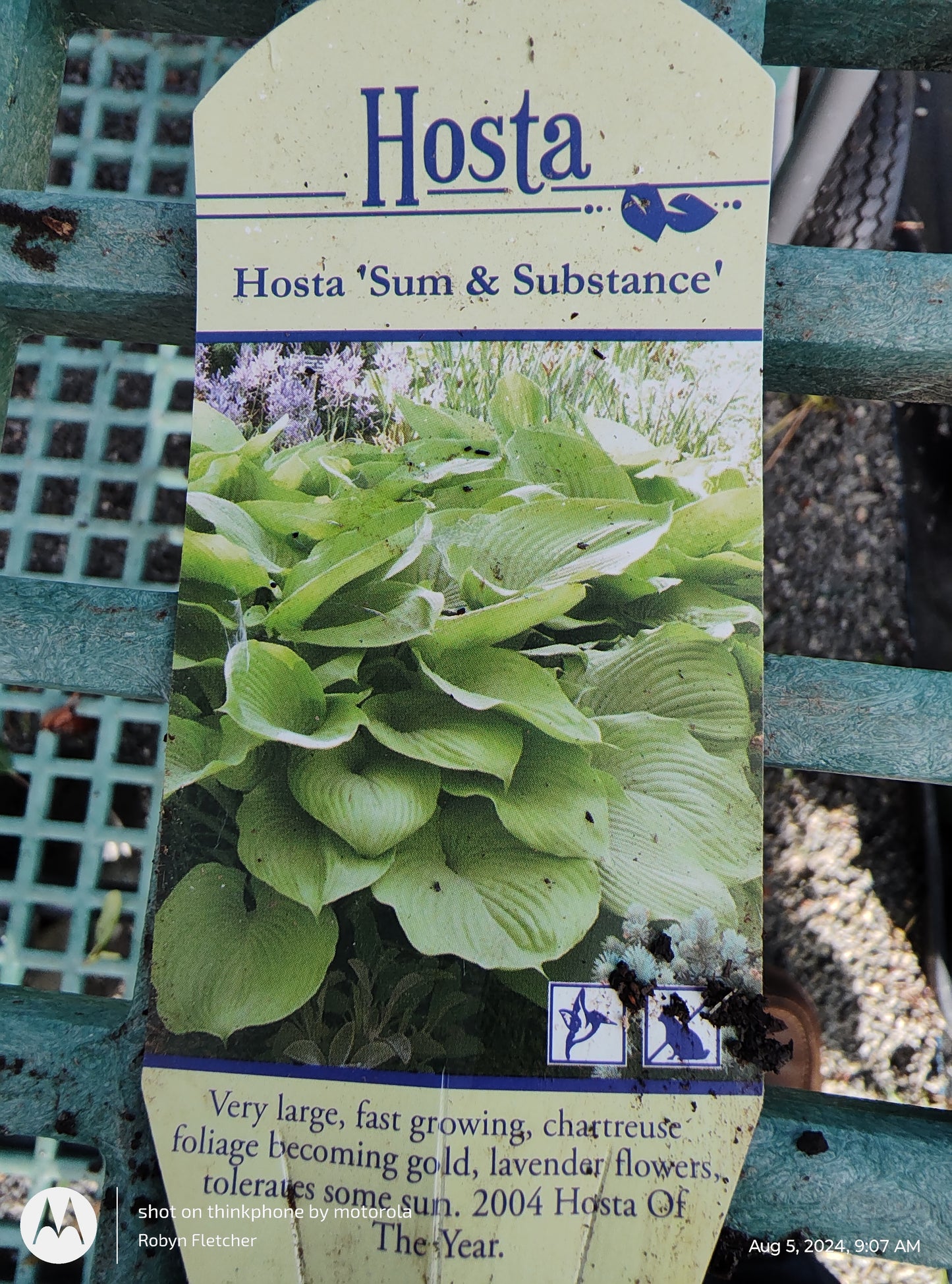 Hosta Sum & Substance