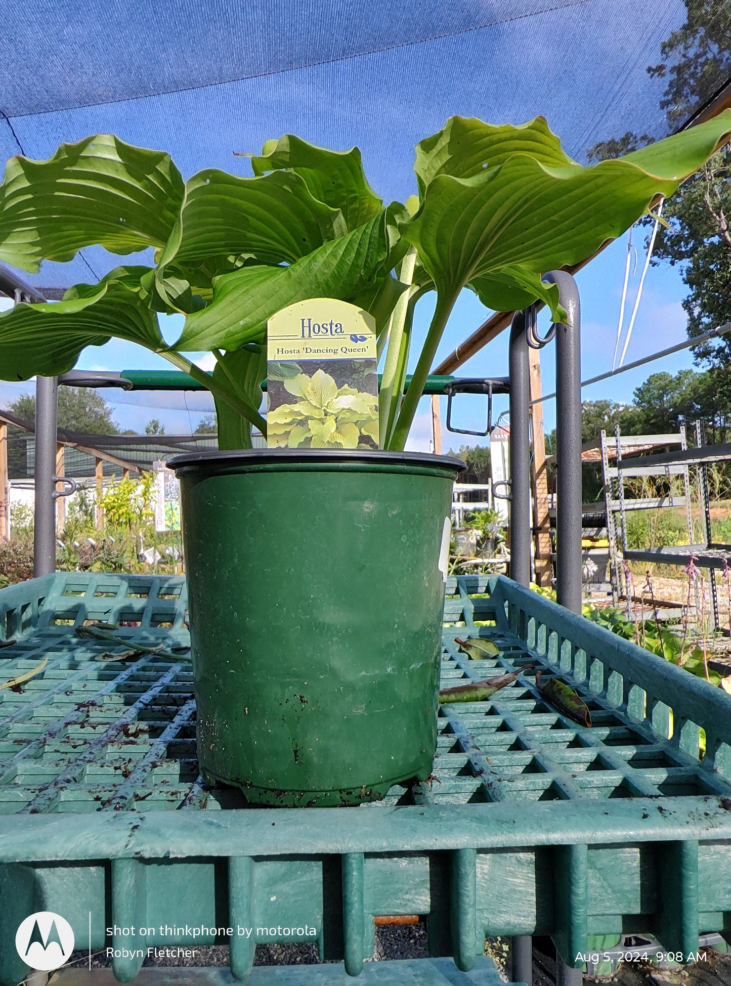 Hosta 'Dancing Queen' - Gallon