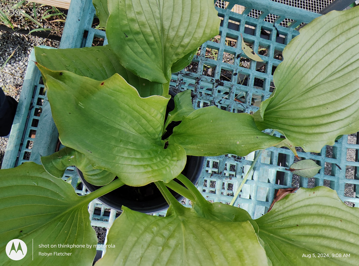Hosta 'Dancing Queen' - Gallon