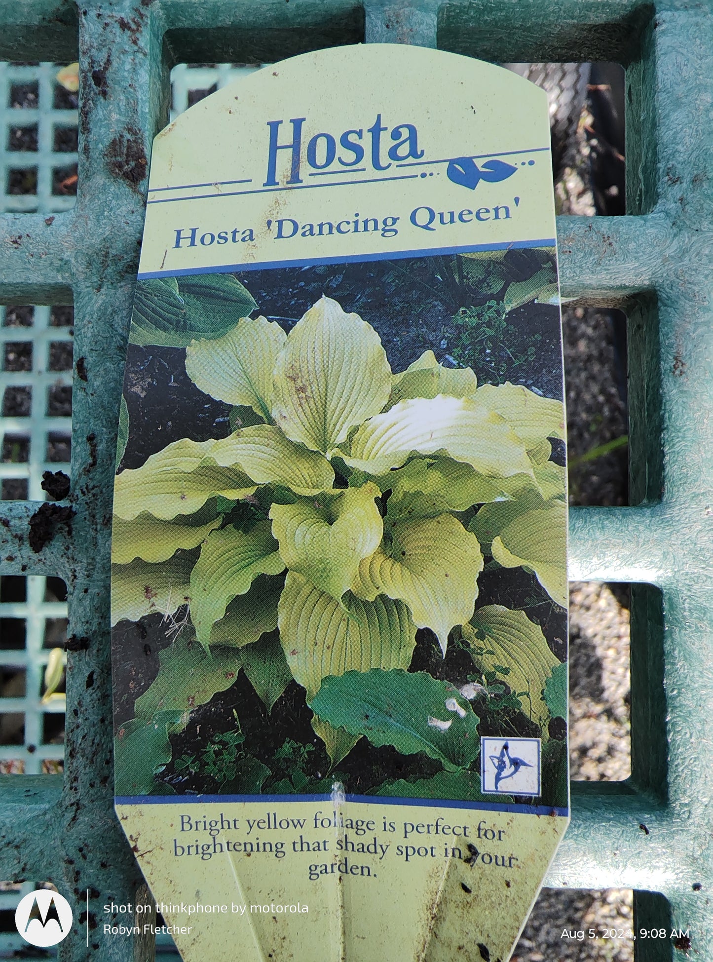 Hosta 'Dancing Queen' - Gallon