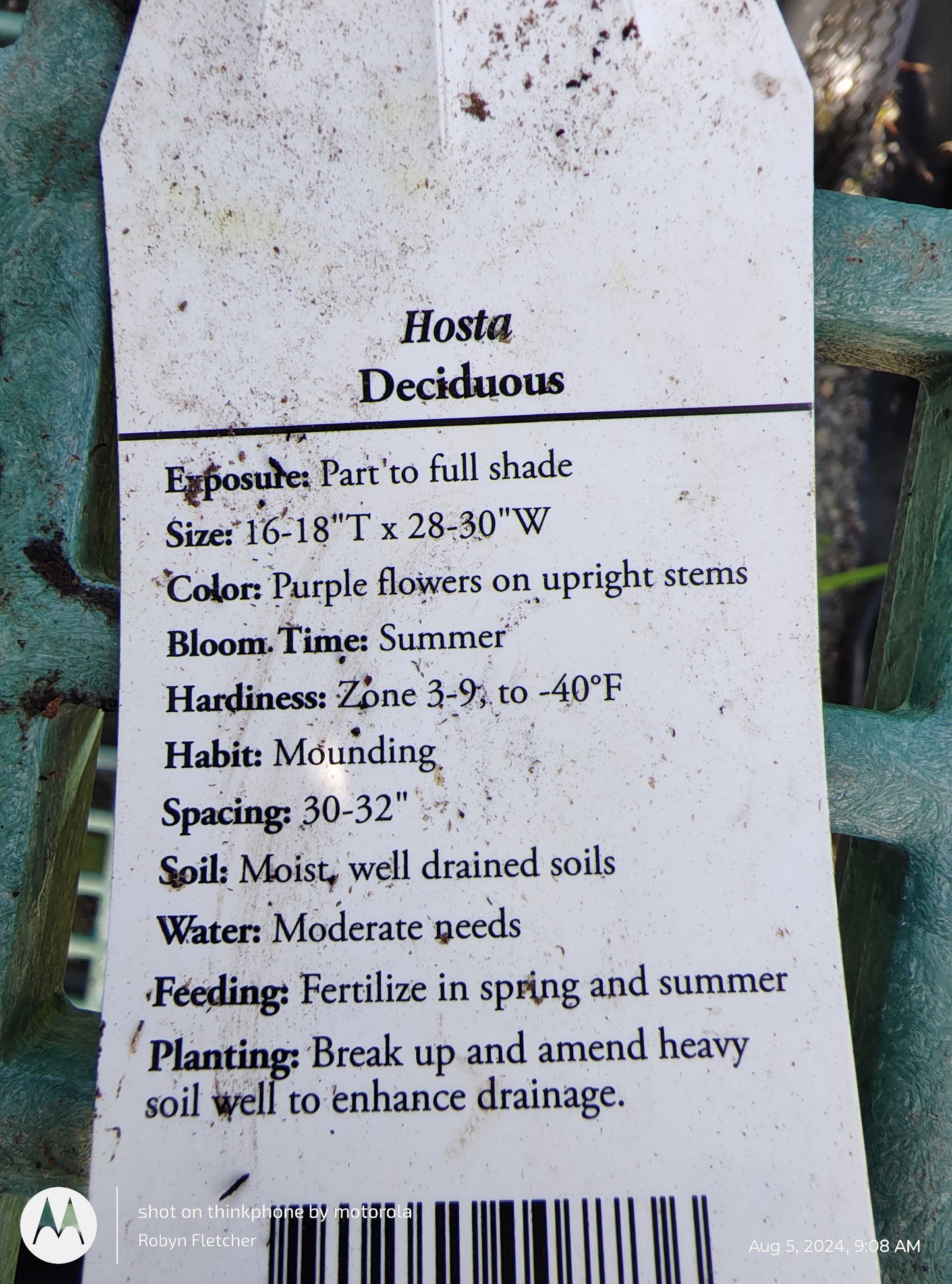 Hosta 'Dancing Queen' - Gallon