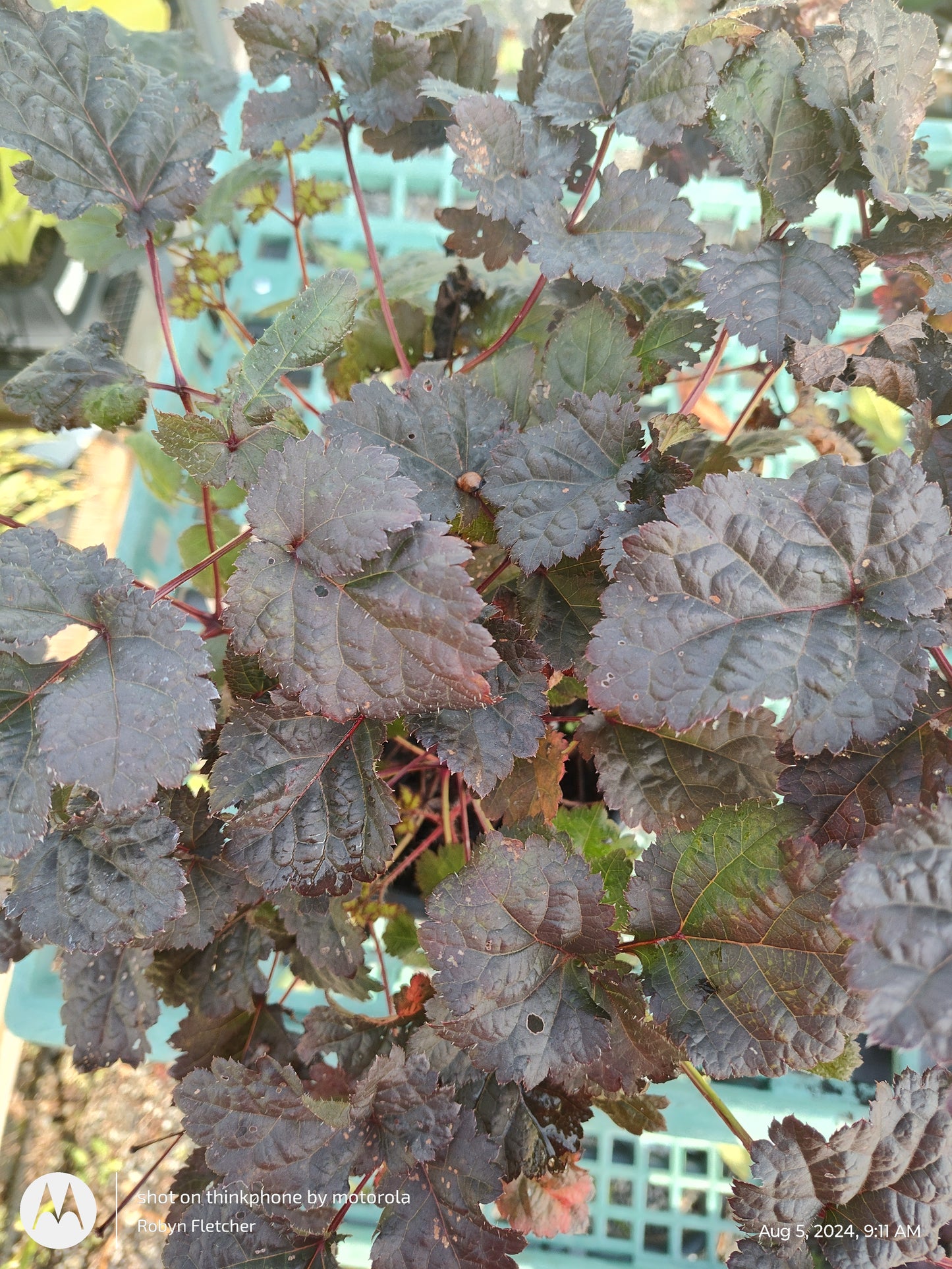 Astilbe Dark Side of the Moon - Proven Winners - 2 Gallon