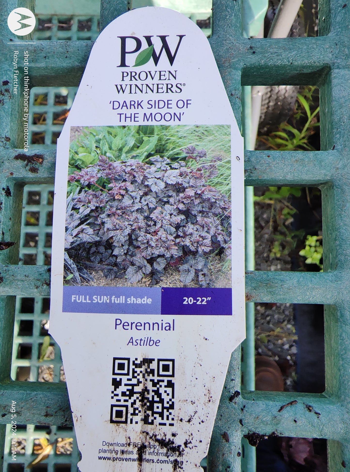 Astilbe Dark Side of the Moon - Proven Winners - 2 Gallon