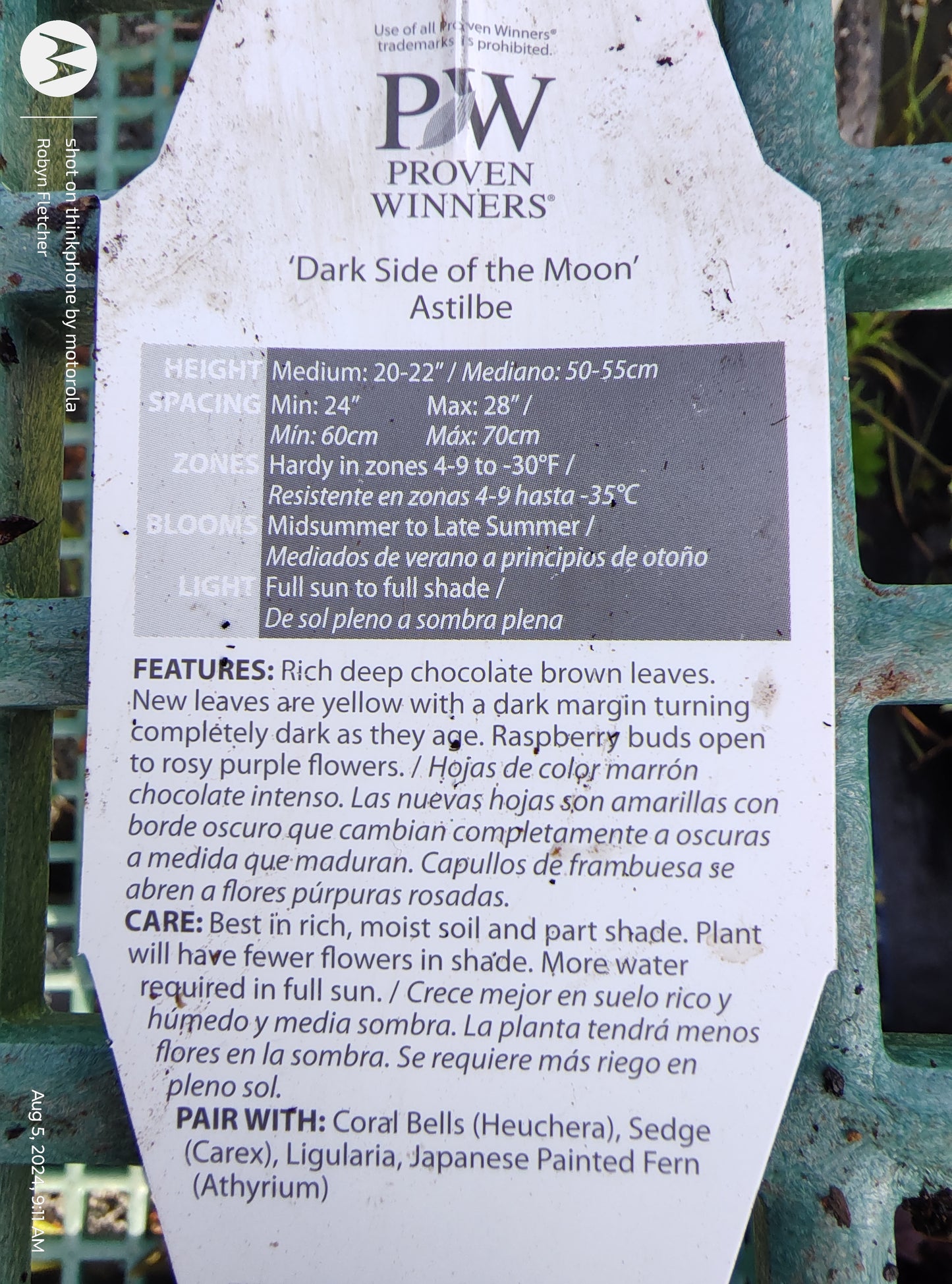 Astilbe Dark Side of the Moon - Proven Winners - 2 Gallon