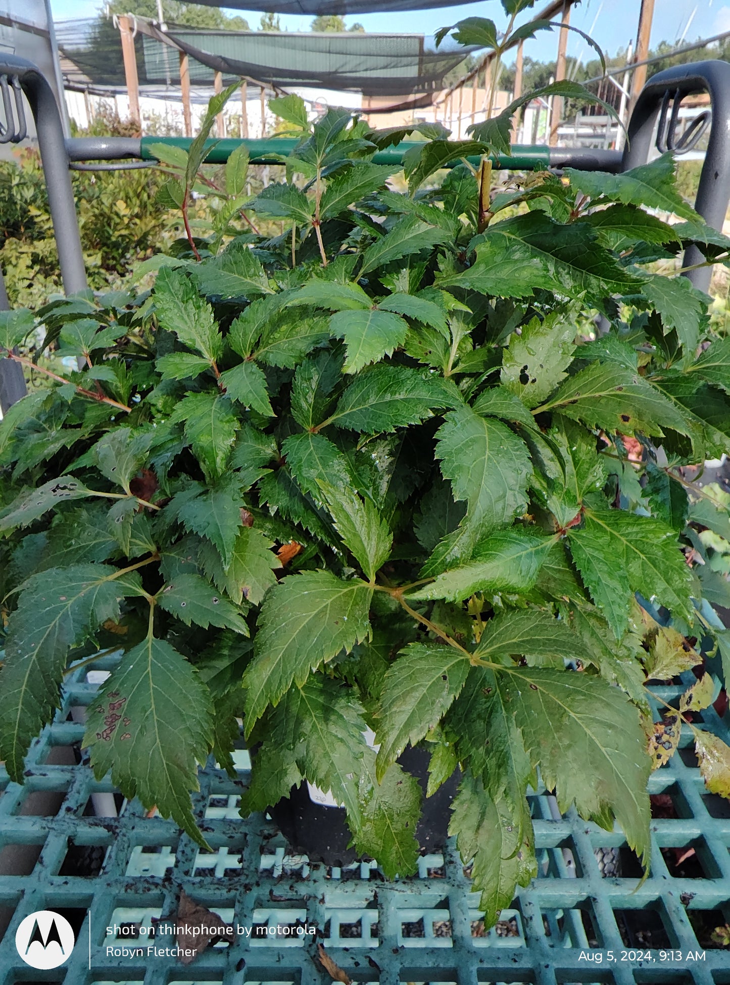 Astilbe Fanal 1 Gallon