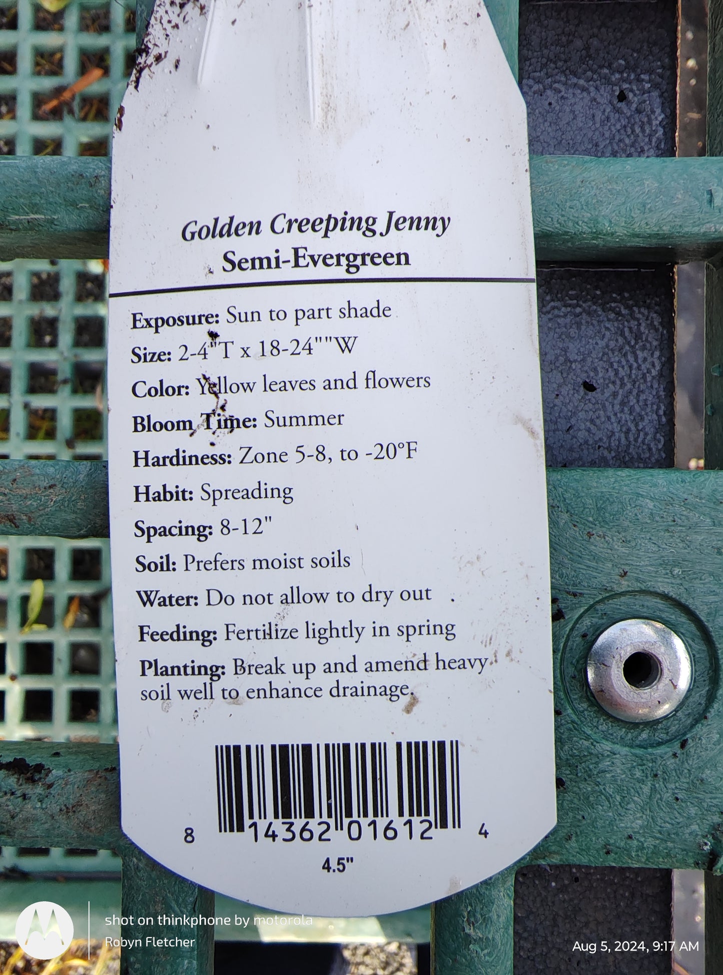 Lysimachia Aurea Creeping Jenny - 3.5" pot