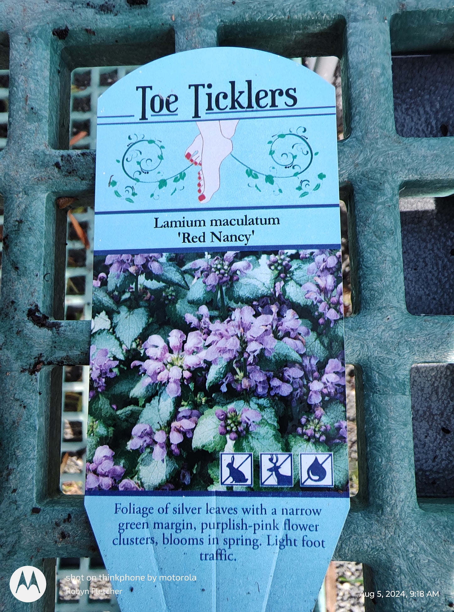 Lamium maculatum 'Red Nancy' Deadnettle